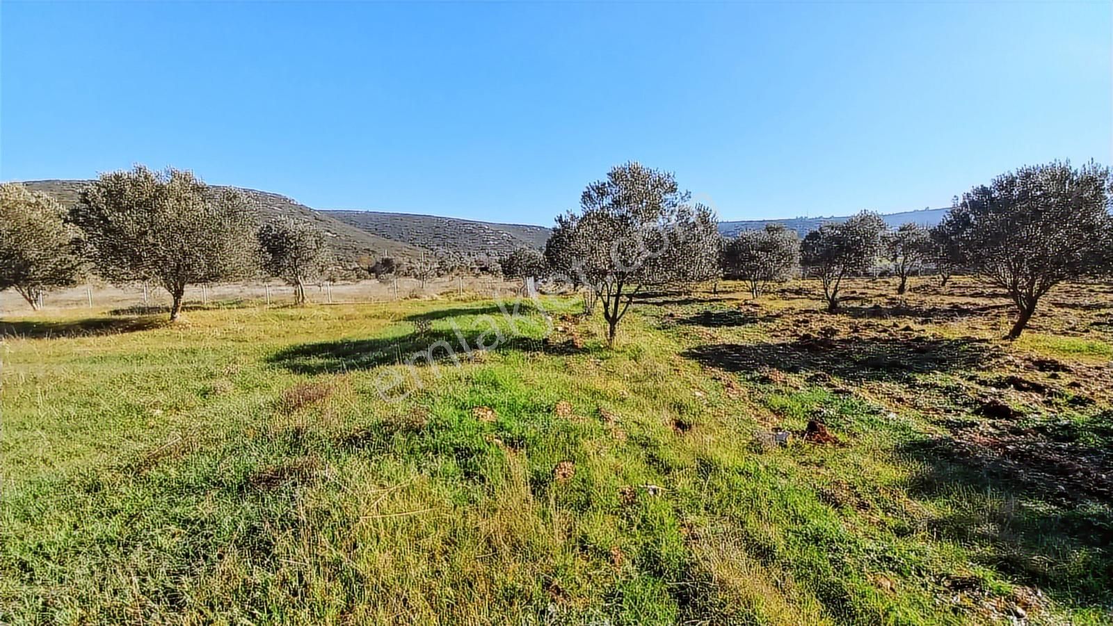Urla Nohutalan'da Satılık Bakımlı Tarla - Görsel 13