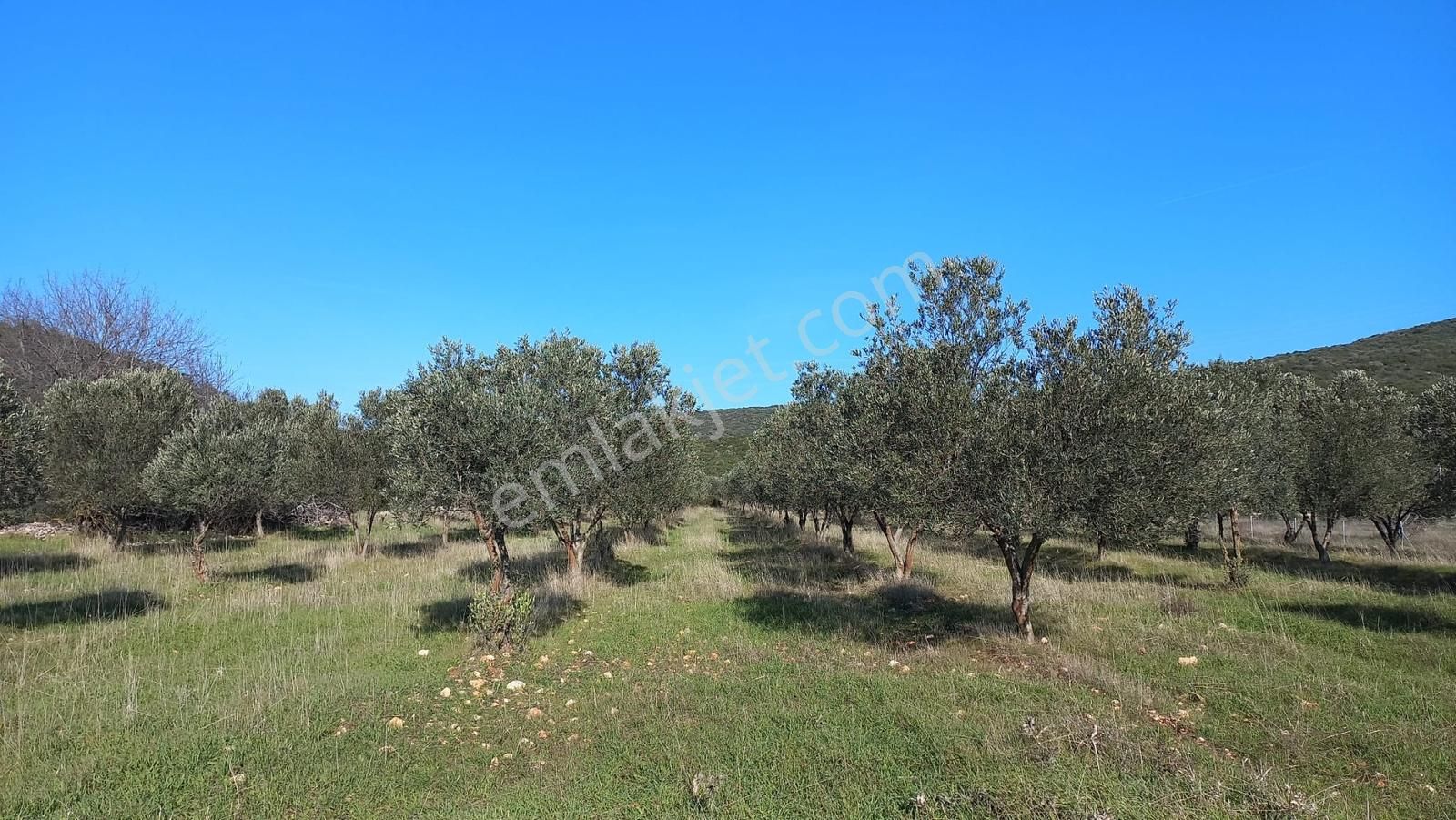 Urla Nohutalan'da Satılık Bakımlı Tarla - Görsel 3