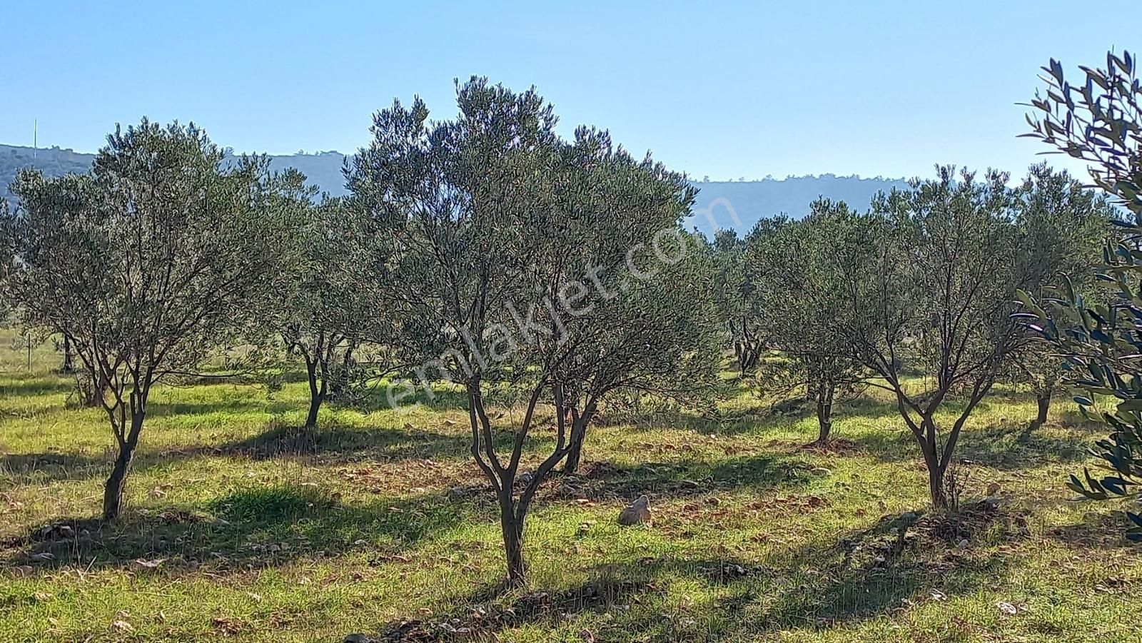 Urla Nohutalan'da Satılık Bakımlı Tarla - Görsel 16