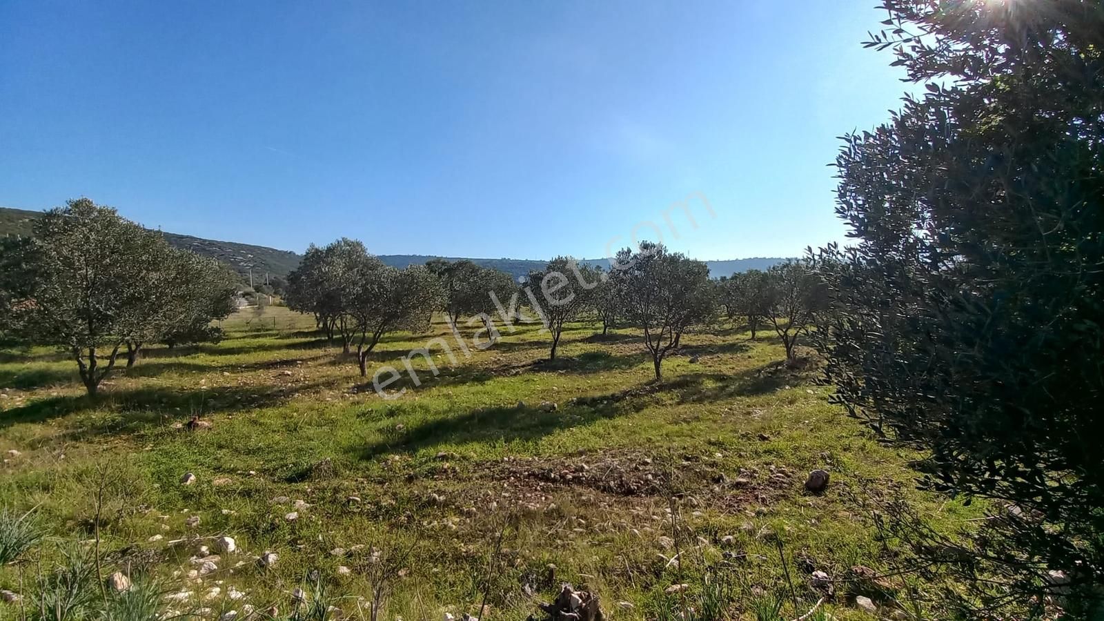 Urla Nohutalan'da Satılık Bakımlı Tarla - Görsel 22