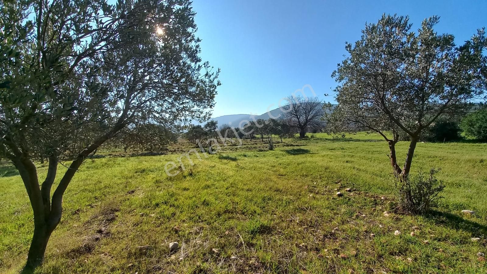 Urla Nohutalan'da Satılık Bakımlı Tarla - Görsel 15