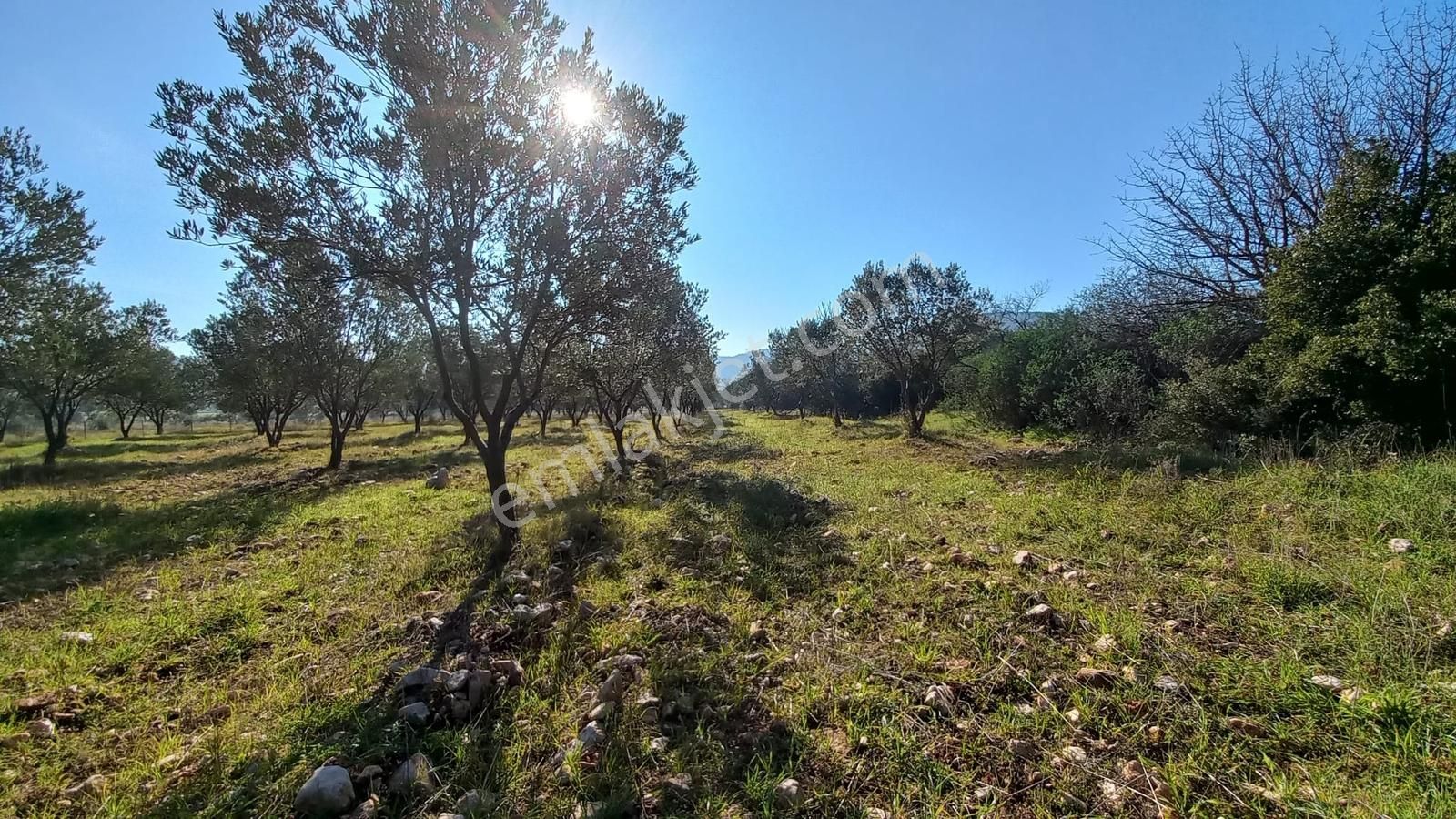 Urla Nohutalan'da Satılık Bakımlı Tarla - Görsel 4