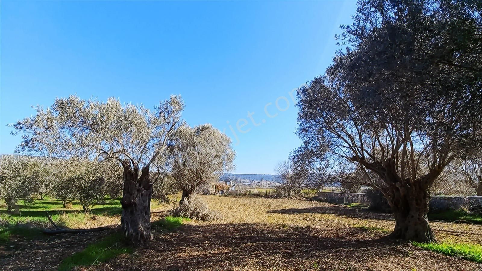 Urla Nohutalan'da Satılık Zeytin Ağaçlı, Verimli Tarla - Görsel 5
