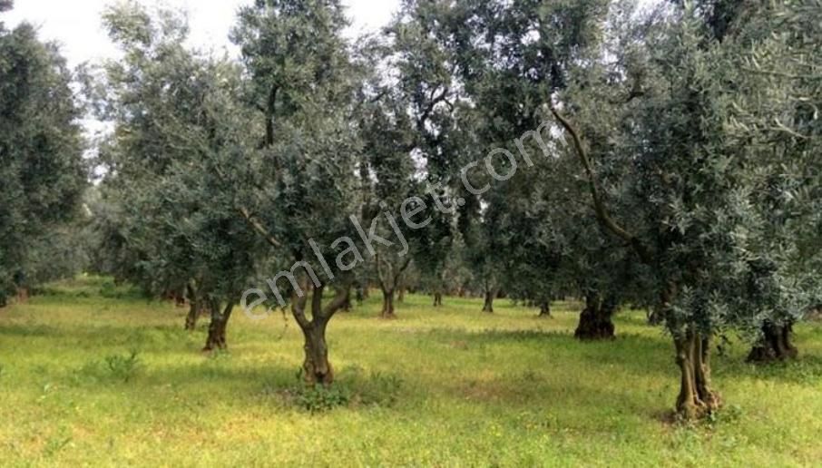 Karacabey İsmetpaşa'da 5.100 M2 Satılık Arazi - Görsel 2