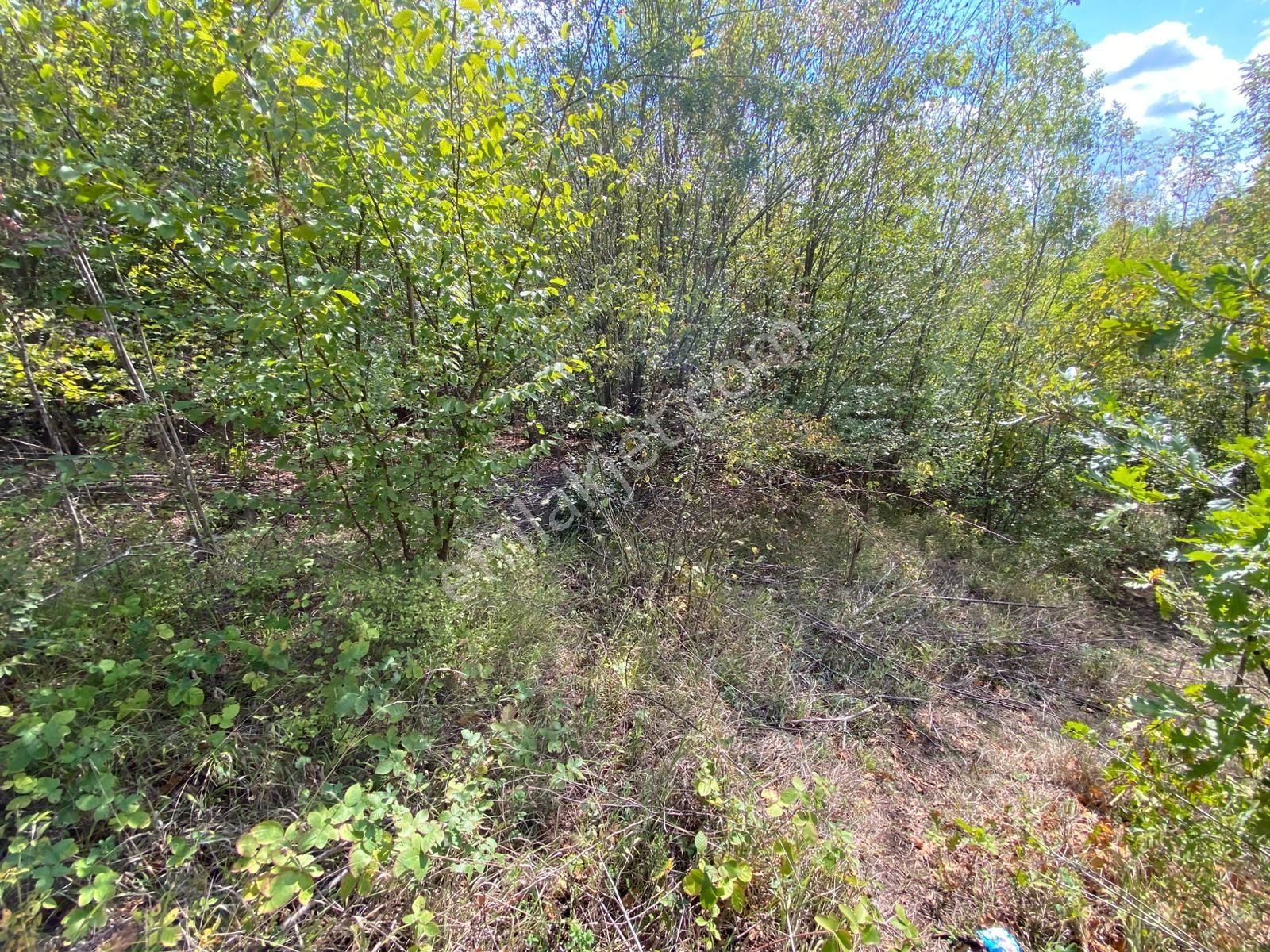 Hicriye Köyünde Düzce Yoluna Yakın Yatırıma Uygun Satılık Tarla - Görsel 8