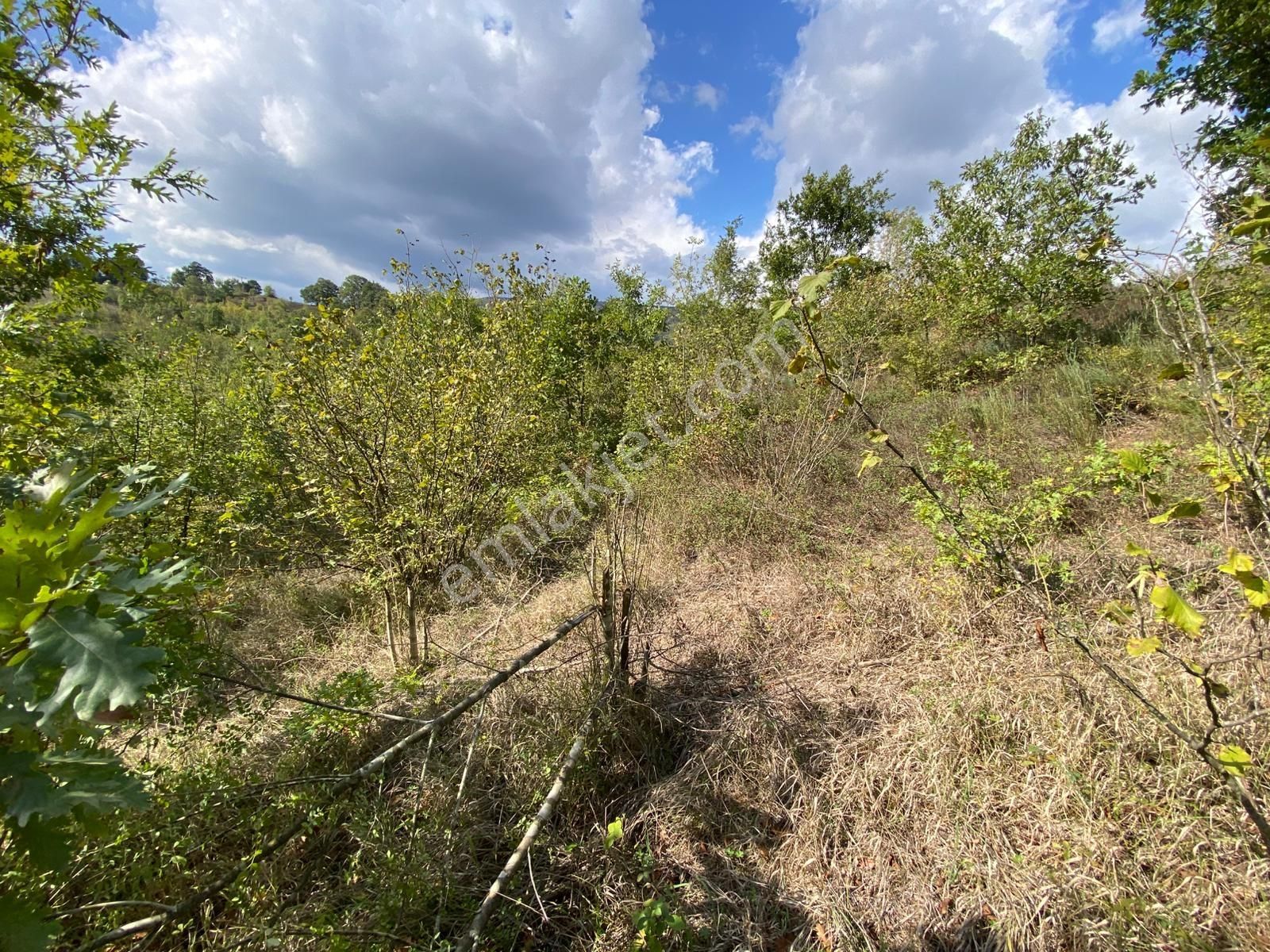 Hicriye Köyünde Düzce Yoluna Yakın Yatırıma Uygun Satılık Tarla - Görsel 3