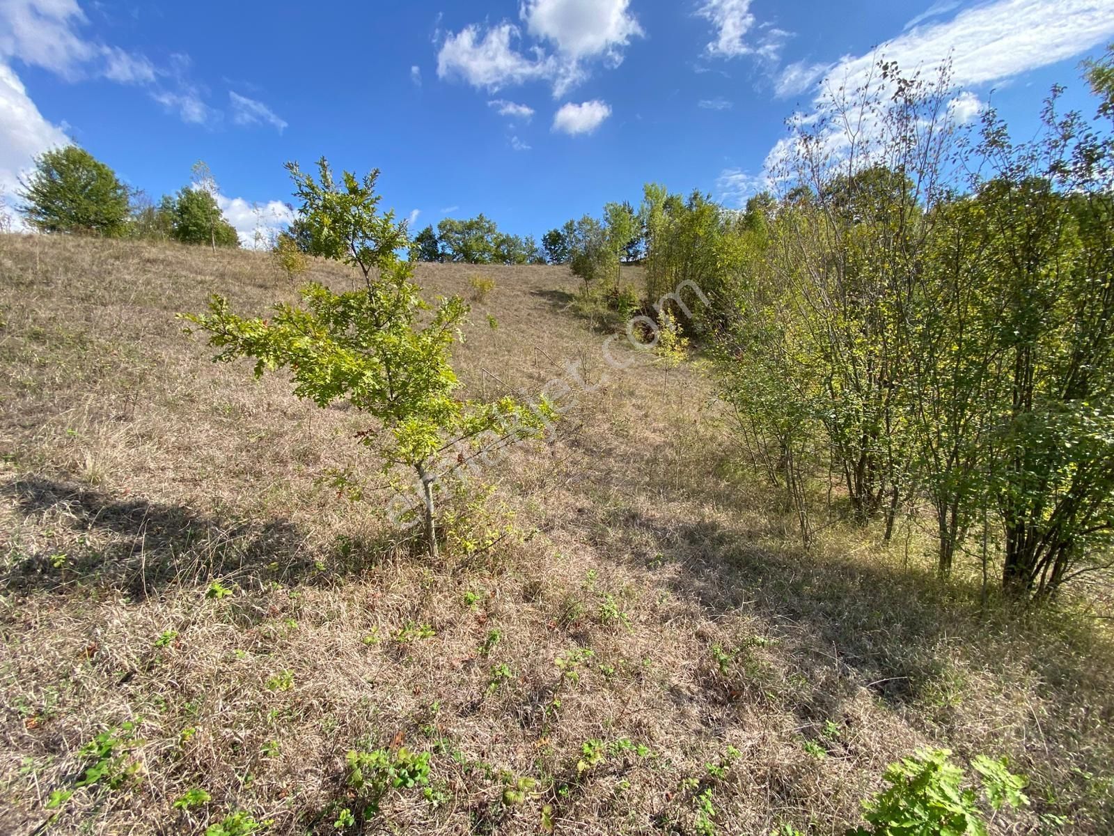 Hicriye Köyünde Düzce Yoluna Yakın Yatırıma Uygun Satılık Tarla - Görsel 14