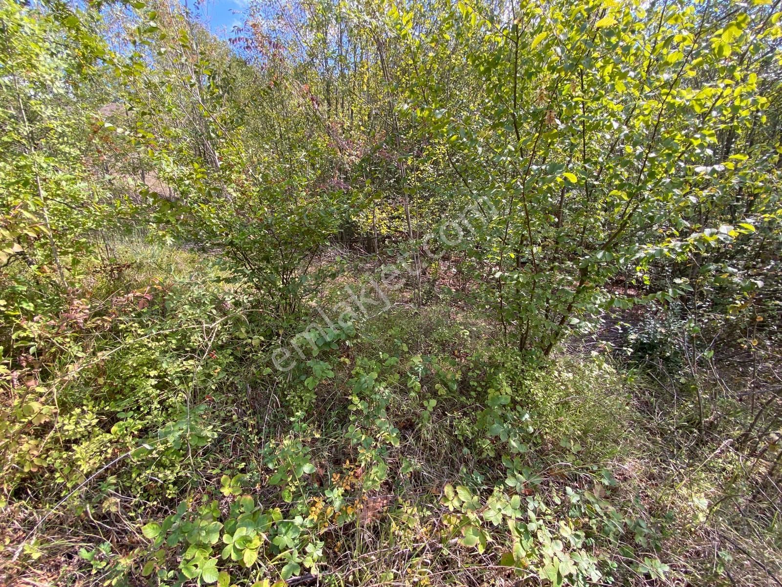 Hicriye Köyünde Düzce Yoluna Yakın Yatırıma Uygun Satılık Tarla - Görsel 18