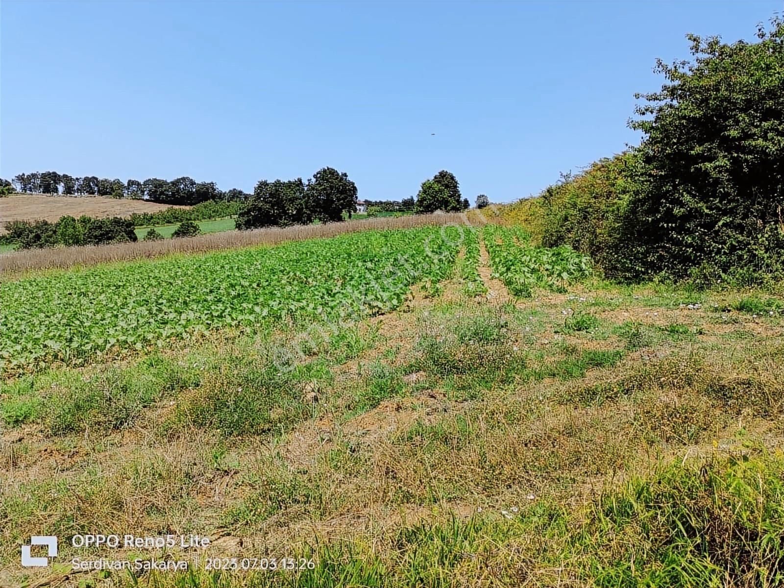 Adapazarı Büyükhataplı Da Düne Göre Pahalı Yarına Göre Ucuz Arsa