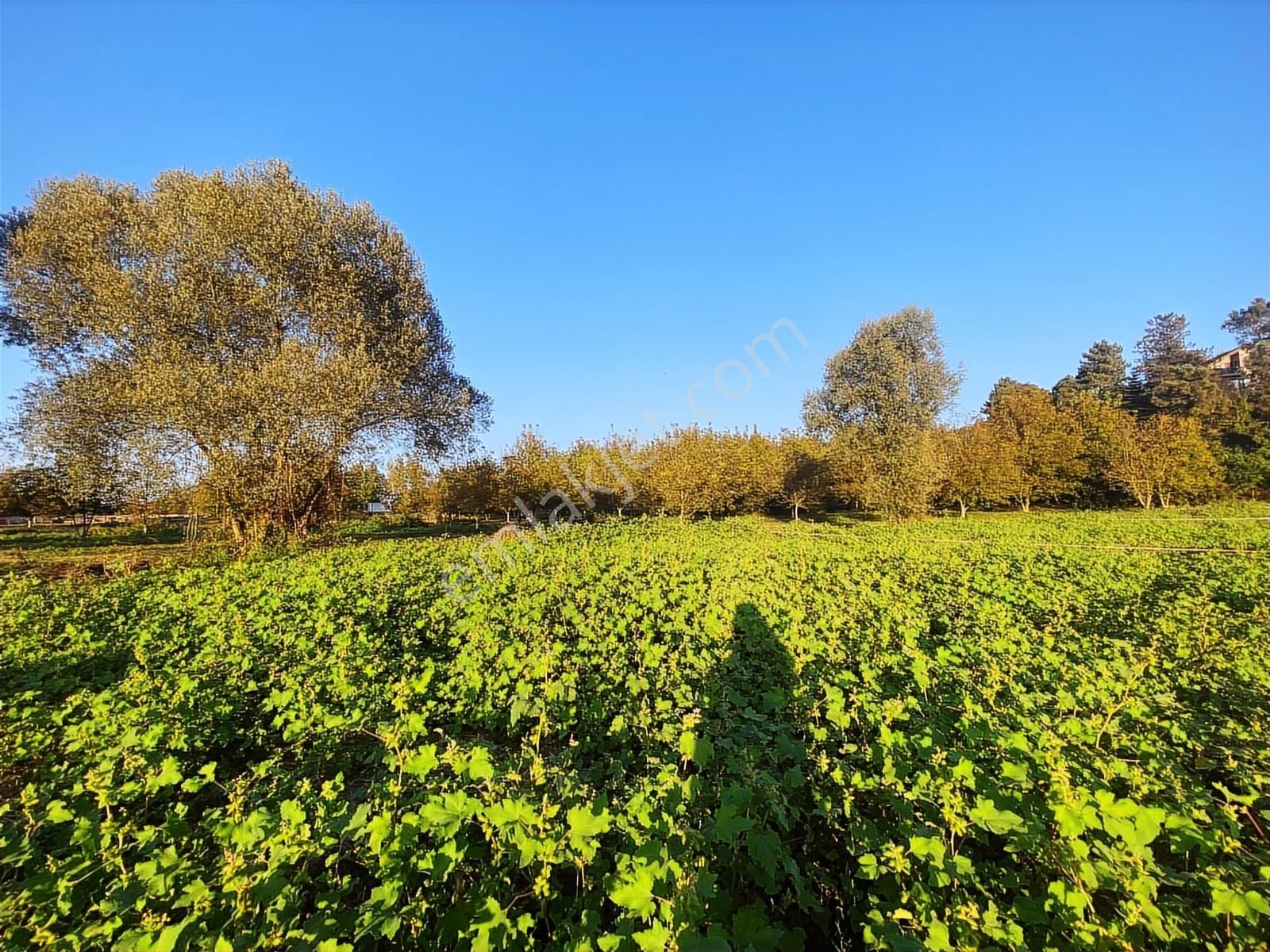 Kemaliyede Asfalt Yol Kenarında Konut İmarlı Arsalar Son 1 Adet - Görsel 19