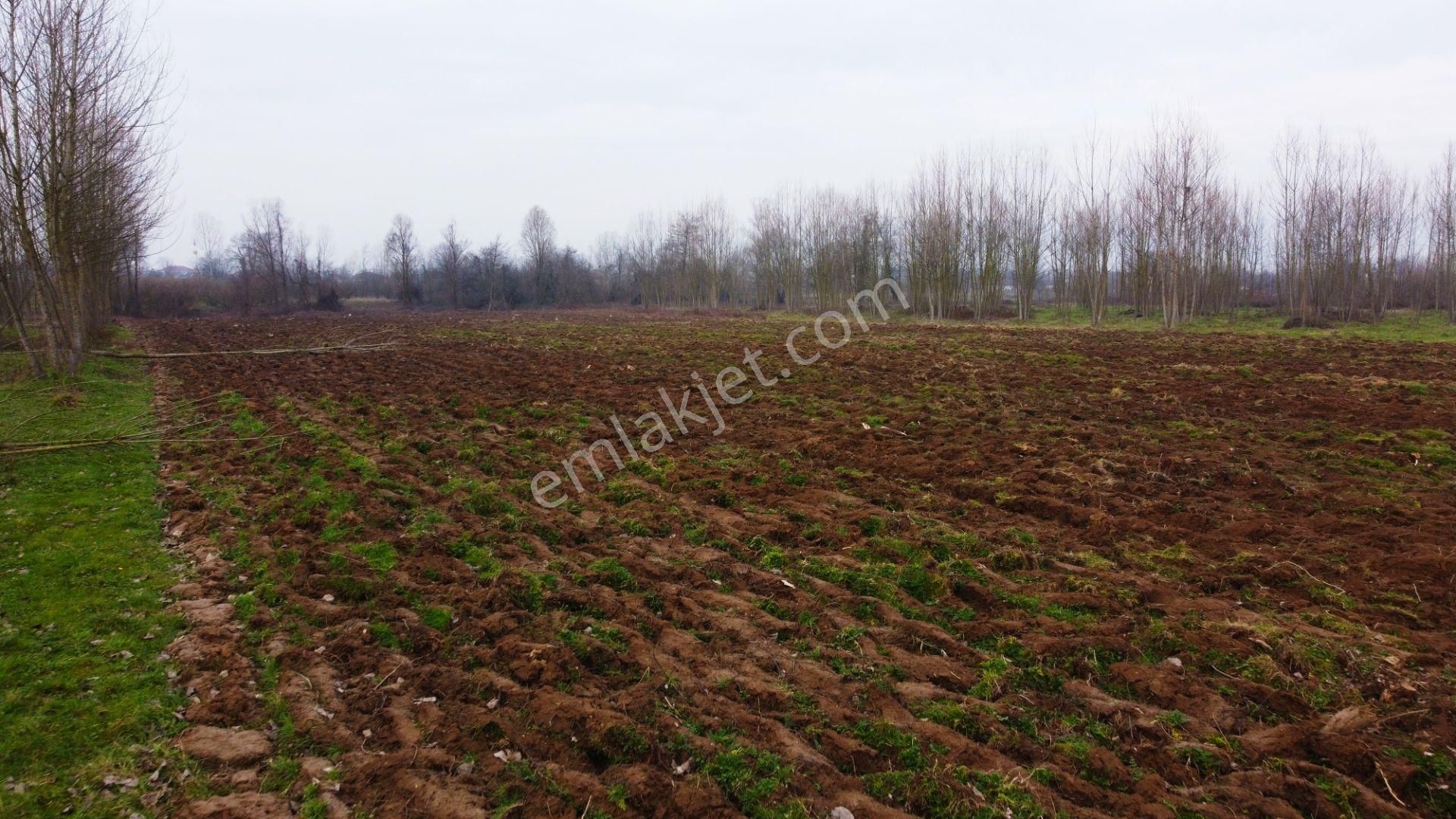 Hacıaliler Köyü'nde İmara Sınır Yatırımlık 7.047 Kupon Tarla !!! - Görsel 5