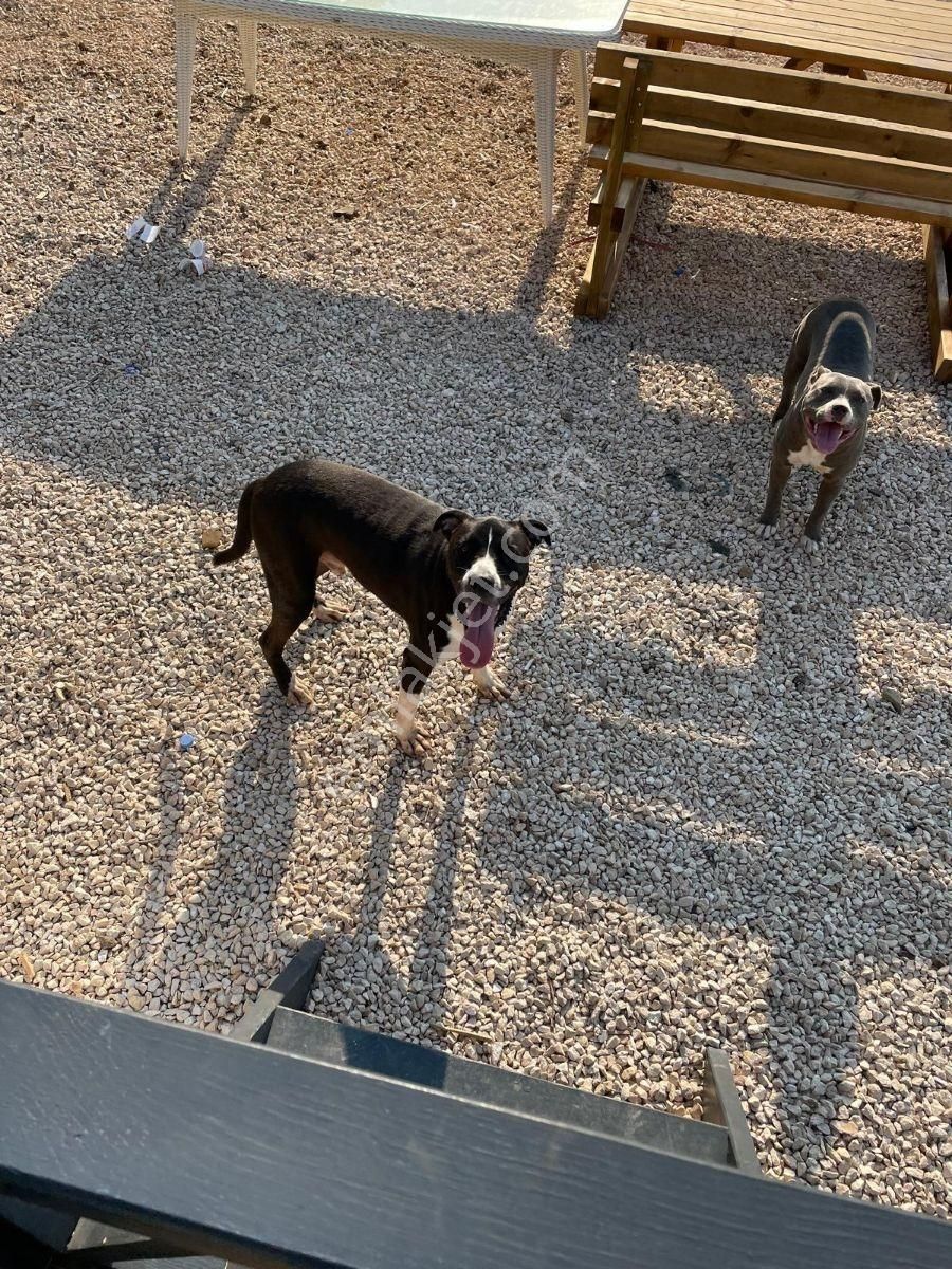 Arsa Değil Sanki Mıinik Bir Villa - Görsel 8