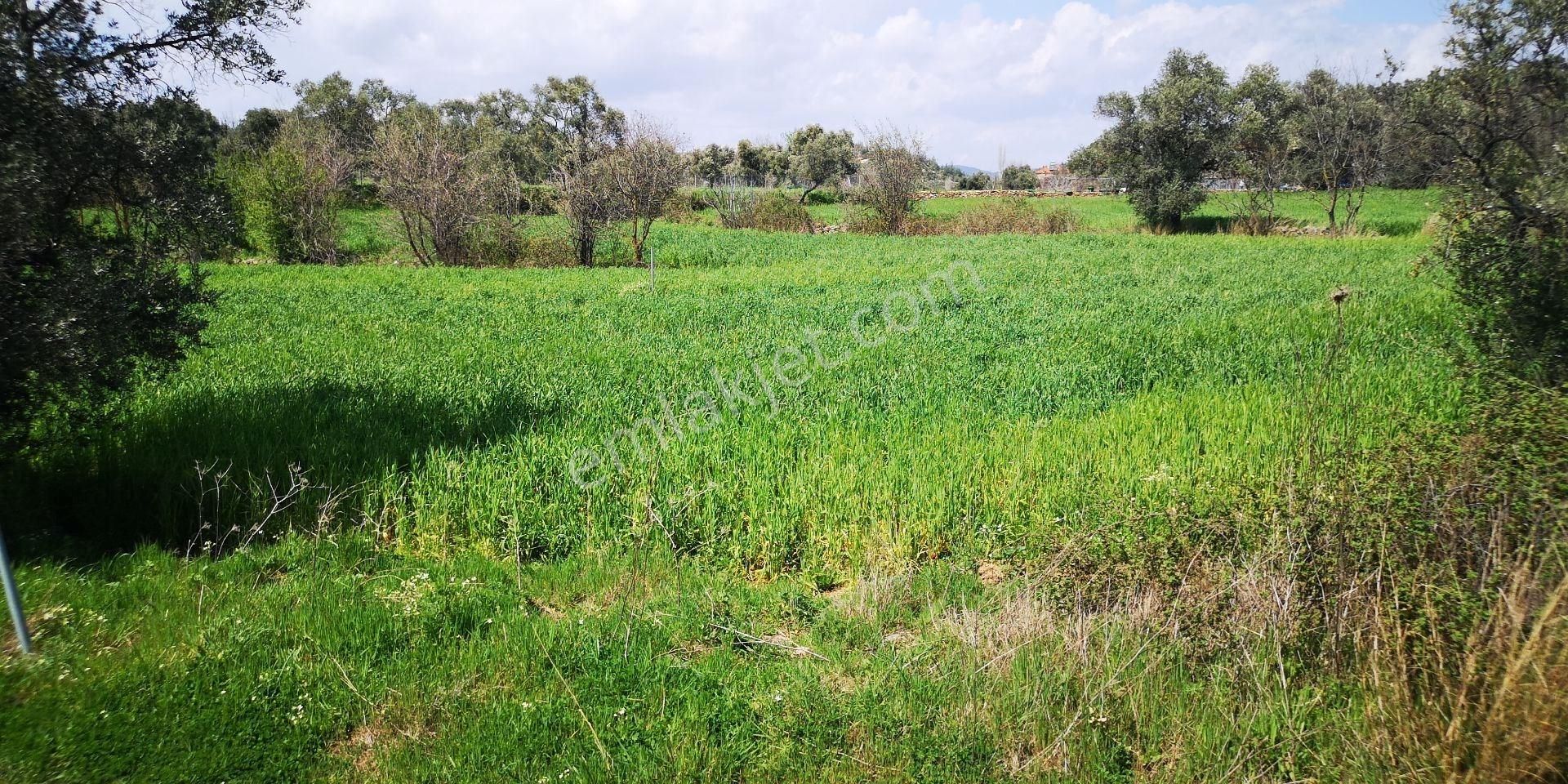 Milas'a 8 Km Doğa Manzaralı 3.651m² Konut Arsaları Kat Karşılığı - Görsel 17