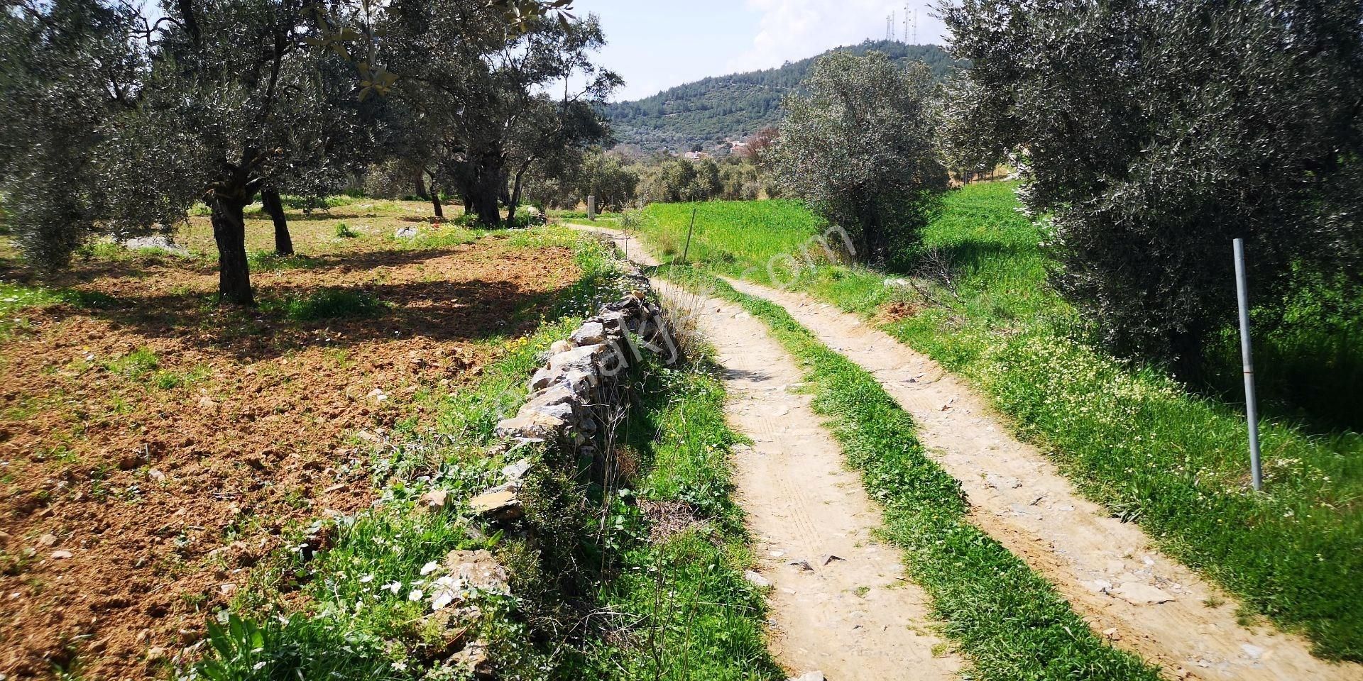 Milas'a 8 Km Doğa Manzaralı 3.651m² Konut Arsaları Kat Karşılığı - Görsel 18