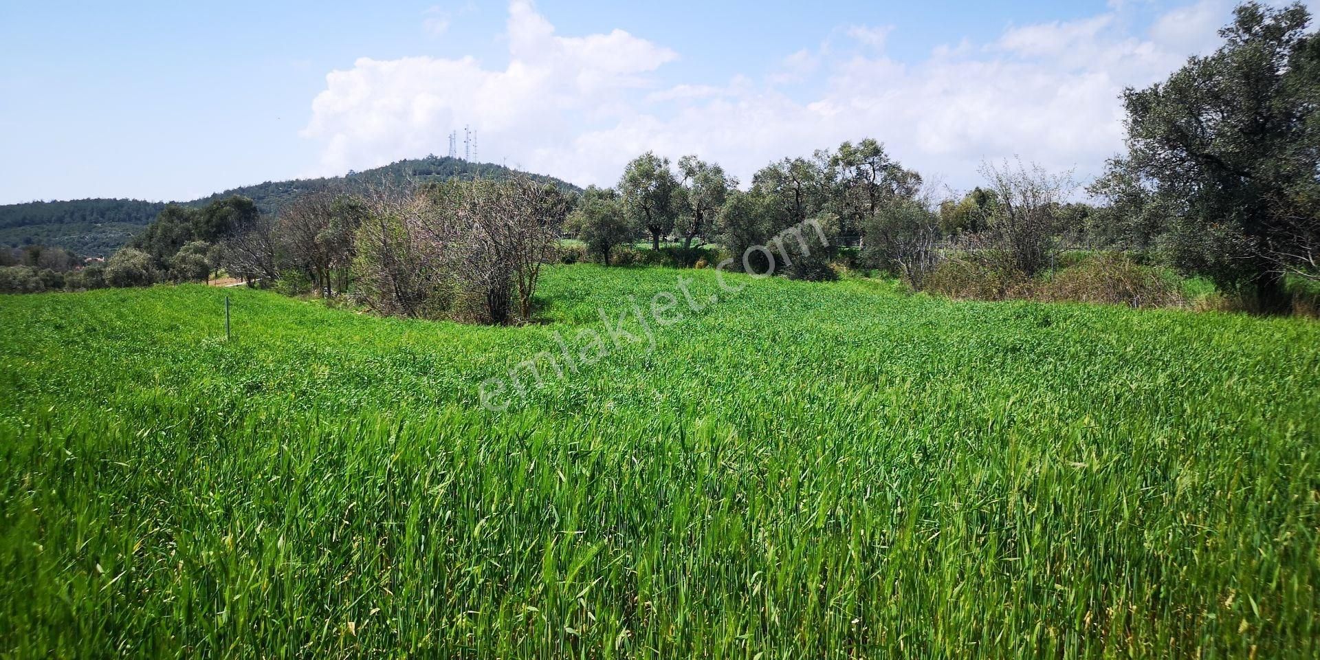 Milas'a 8 Km Doğa Manzaralı 3.651m² Konut Arsaları Kat Karşılığı - Görsel 14