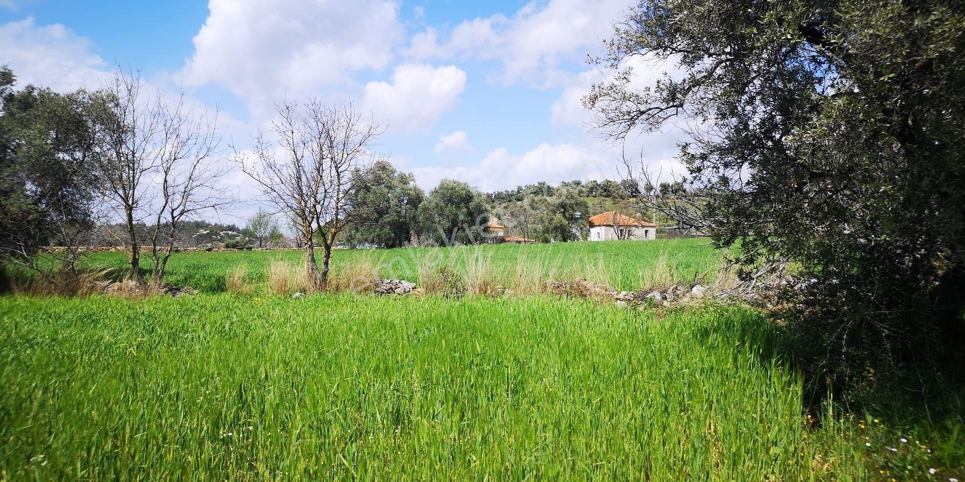 Milas'a 8 Km Doğa Manzaralı 3.651m² Konut Arsaları Kat Karşılığı - Görsel 13