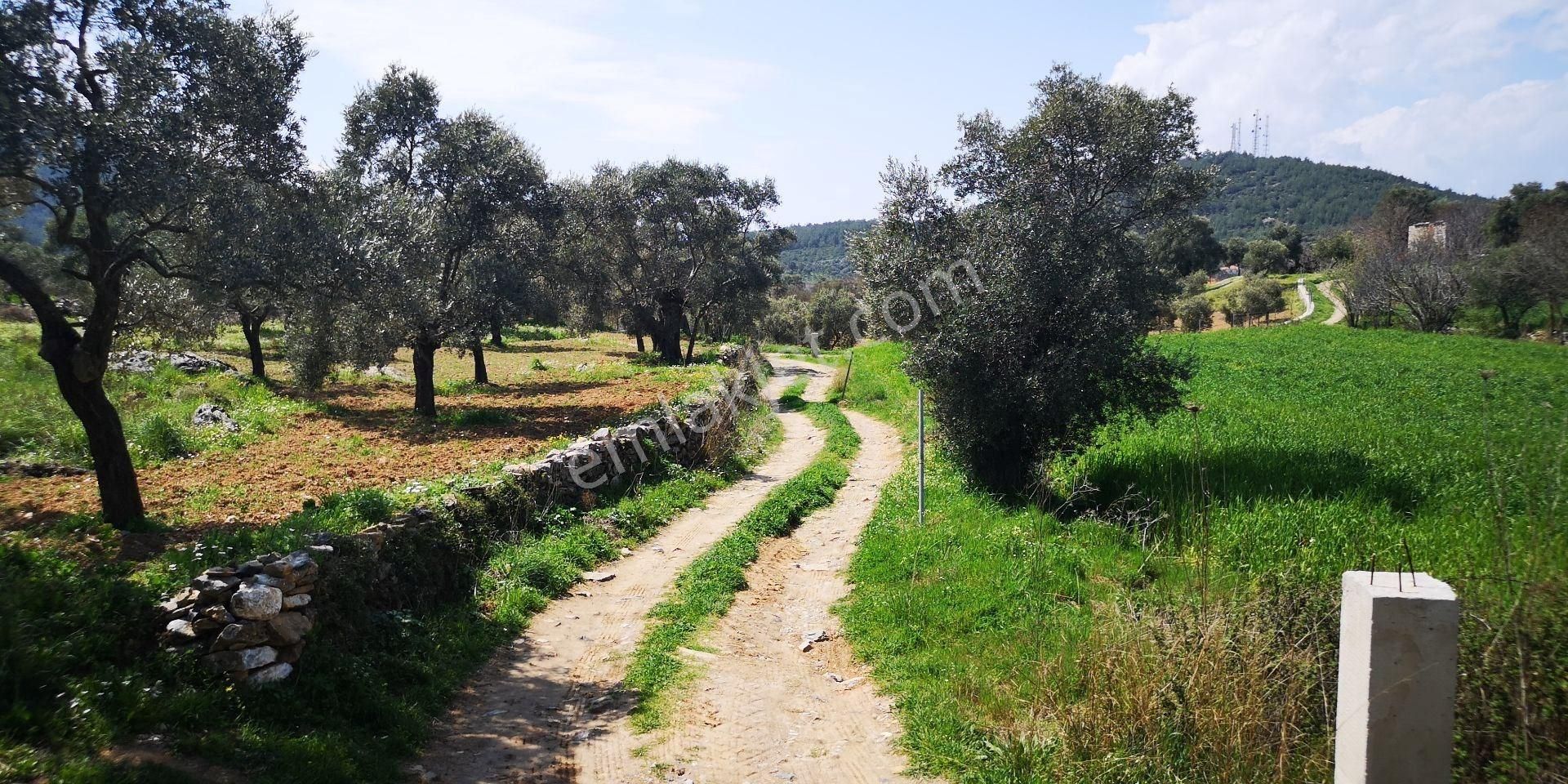 Milas'a 8 Km Doğa Manzaralı 3.651m² Konut Arsaları Kat Karşılığı - Görsel 19