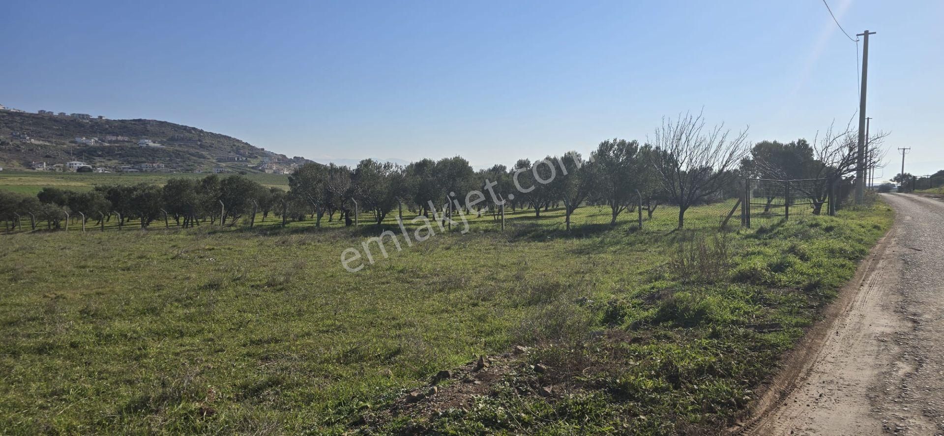 Yenibağarası Anayola Yakın, 7 Hissedar Kooperatif'e Uygun Tarla - Görsel 7