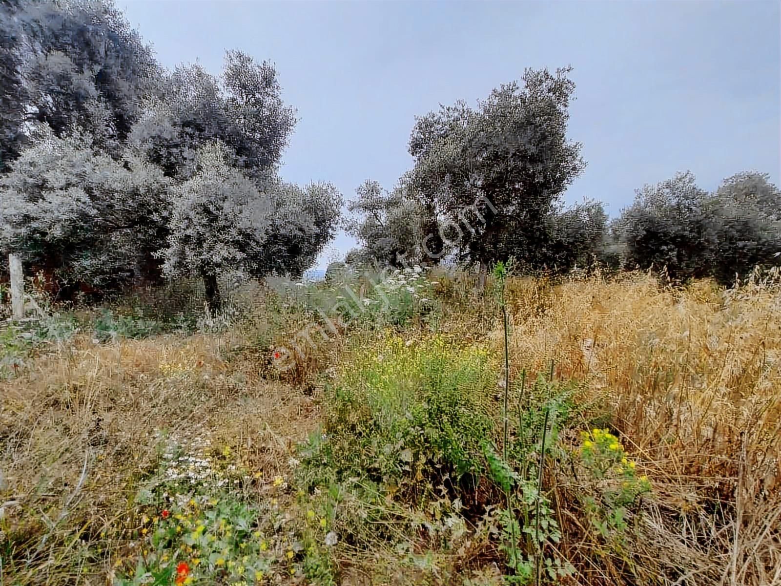 Milas Karacahisar Mah. Satılık Tarla - Görsel 4