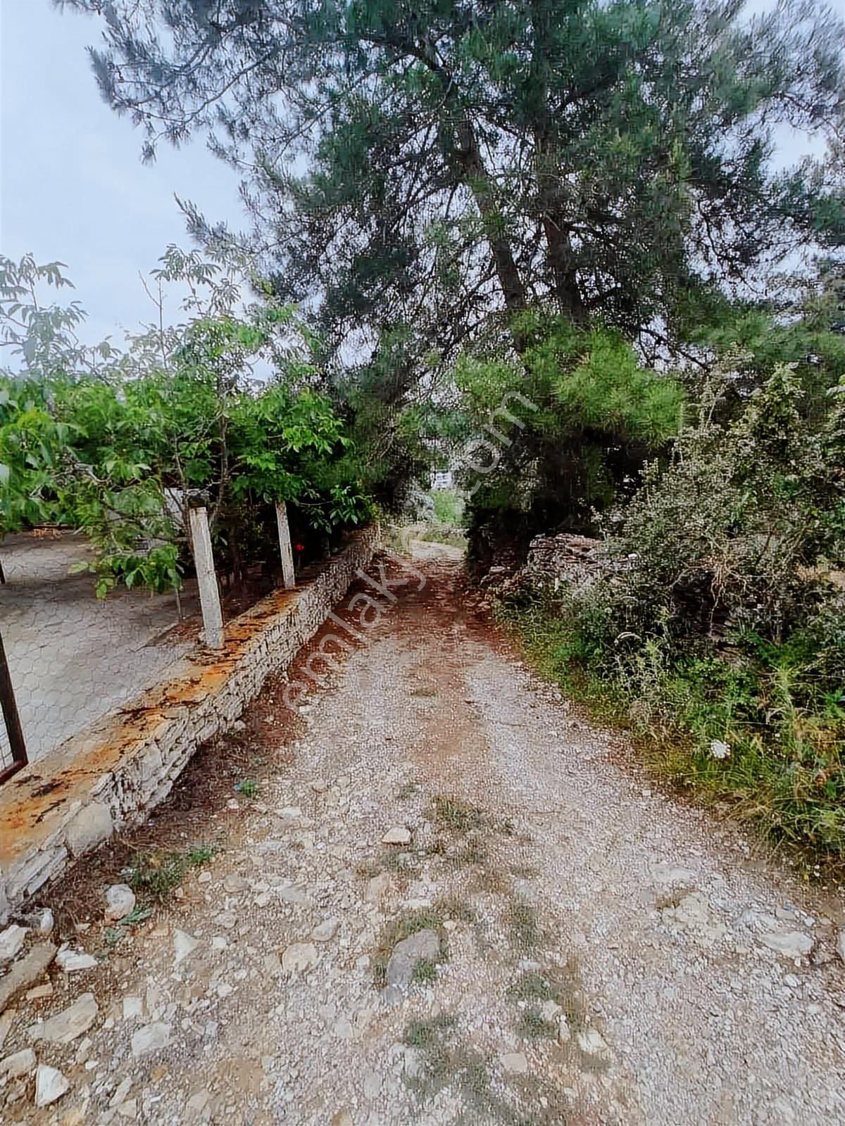 Milas Karacahisar Mah. Satılık Tarla - Görsel 3