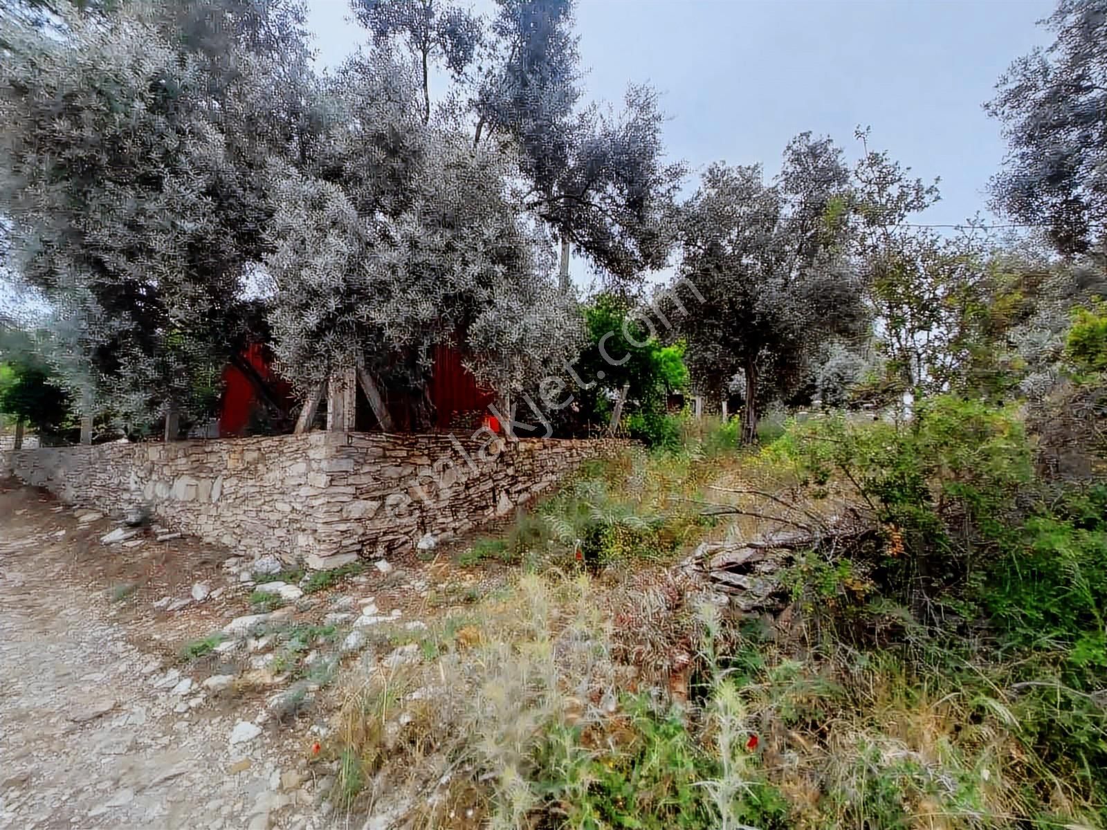 Milas Karacahisar Mah. Satılık Tarla - Görsel 6