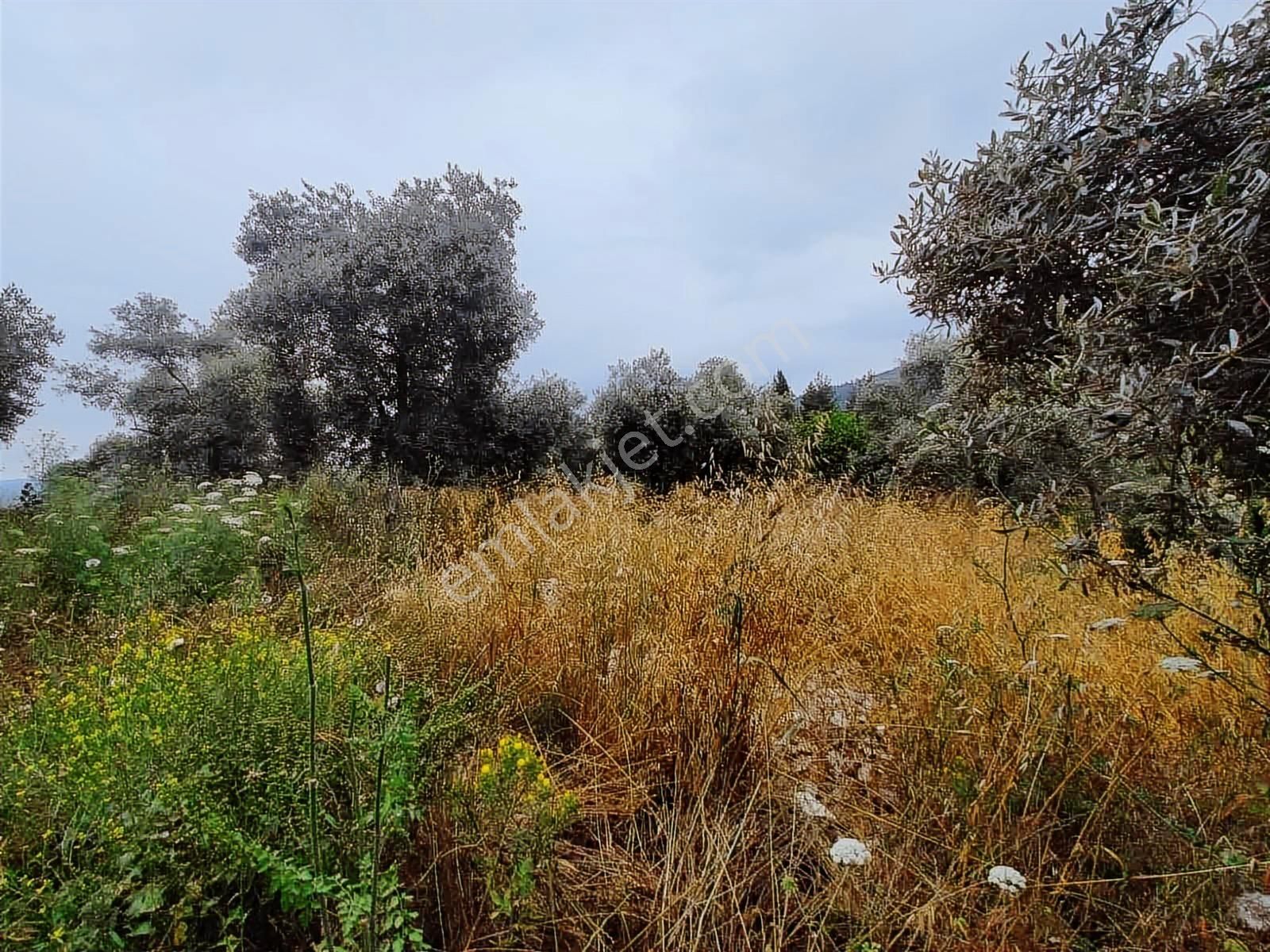 Milas Karacahisar Mah. Satılık Tarla - Görsel 2