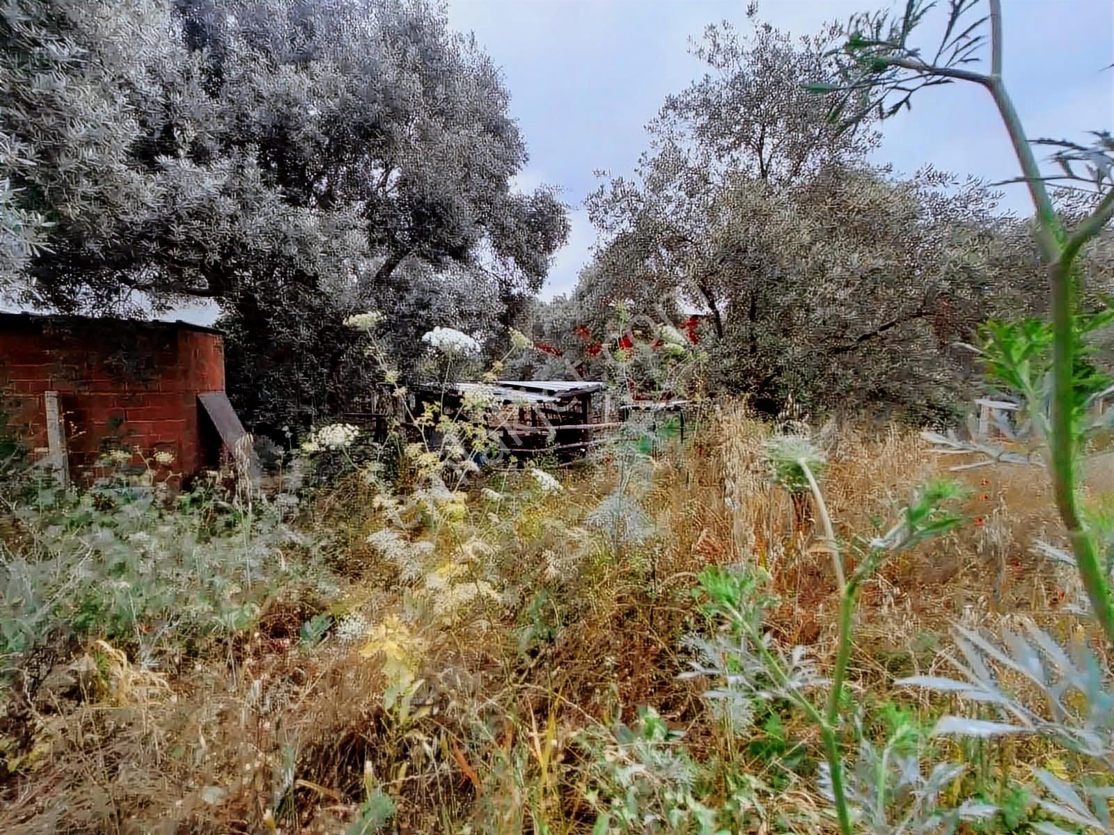 Milas Karacahisar Mah. Satılık Tarla - Görsel 10