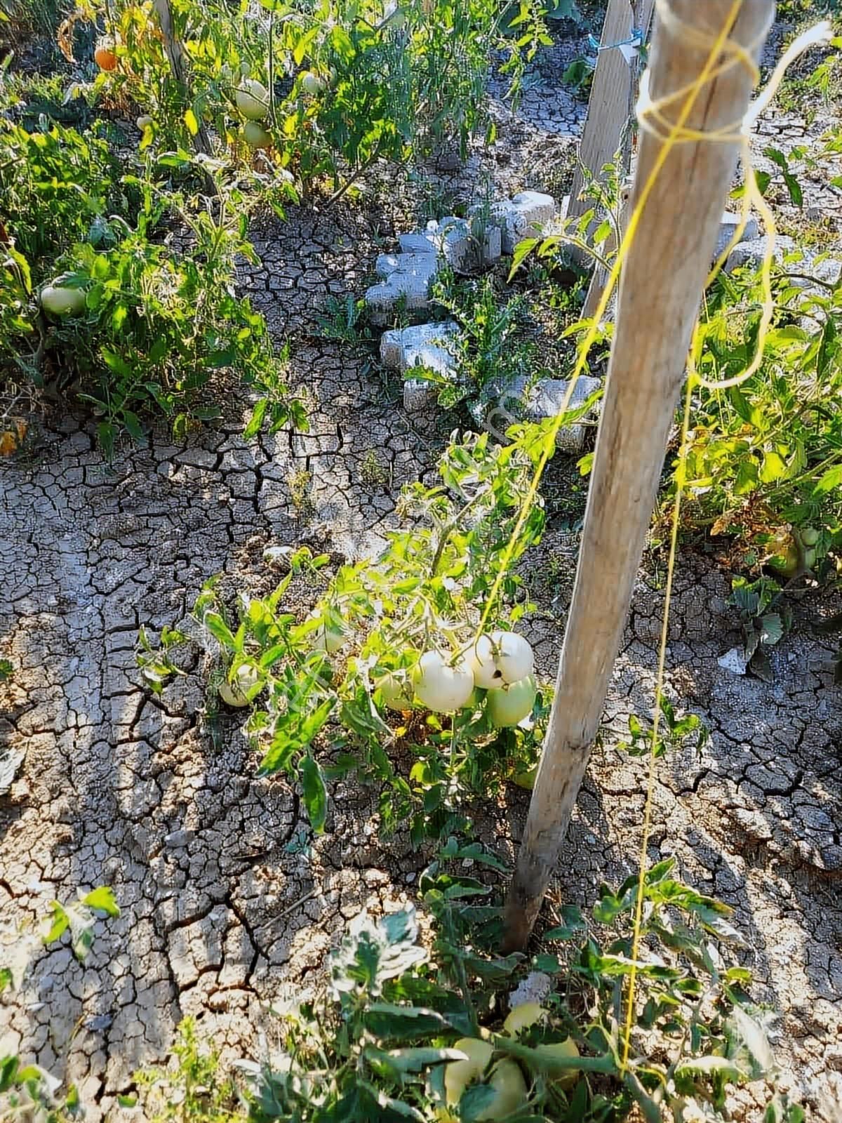 Beynam 500m2 Hisse Tapu Konteynerli Hobi Bahçesi Karadeniz Emlak - Görsel 23