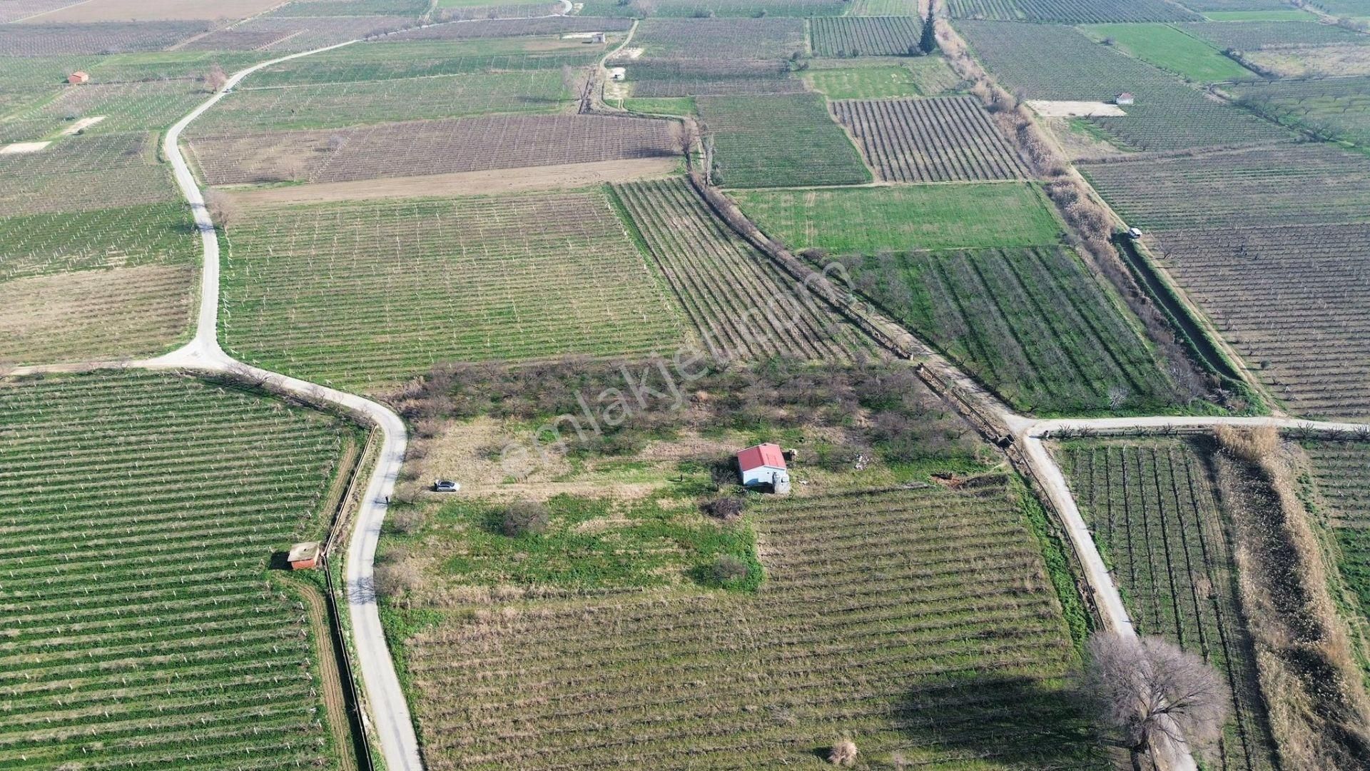 Turgutlu Satılık Bağ 10. Mıntıka 6.700m2 55m2 Prefabrikev 7kw Jenaratör 70 Adet Ağaç Su Ve Yolu Var - Görsel 6