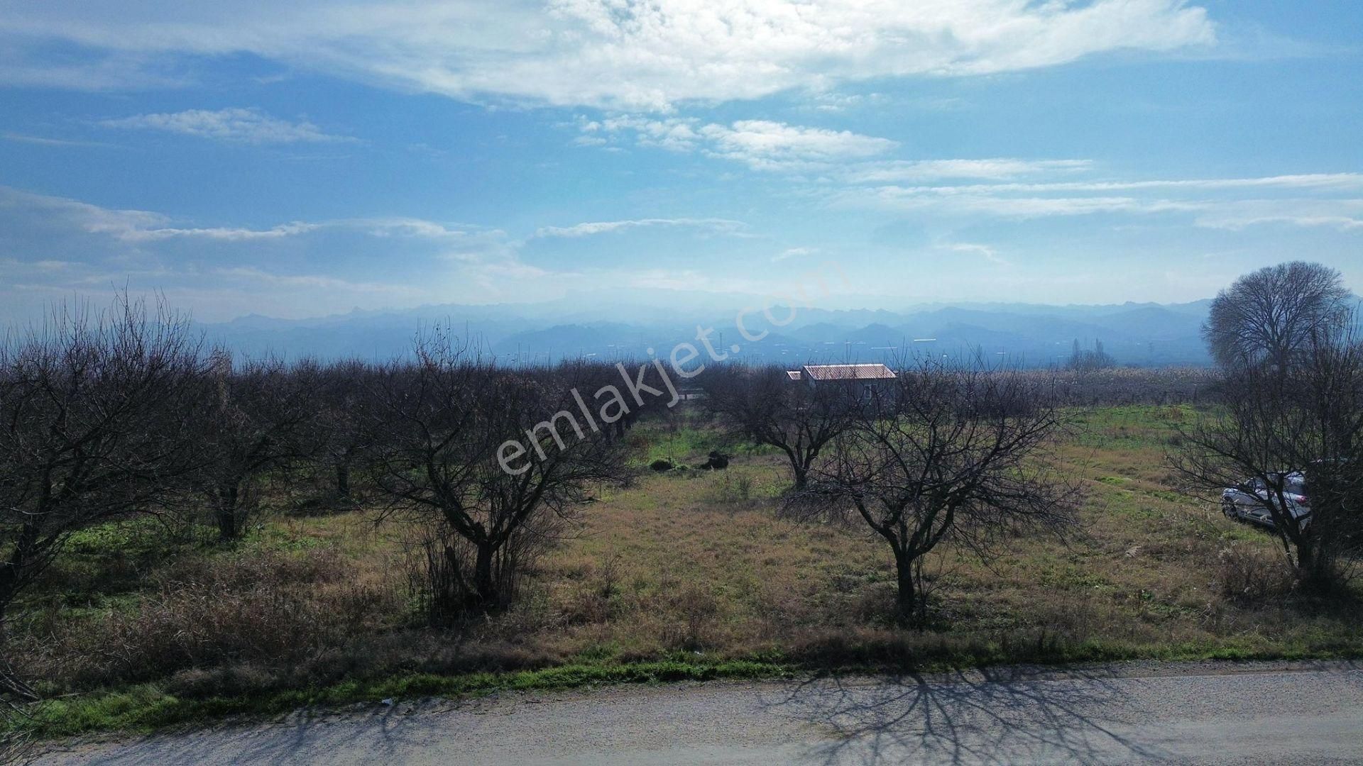 Turgutlu Satılık Bağ 10. Mıntıka 6.700m2 55m2 Prefabrikev 7kw Jenaratör 70 Adet Ağaç Su Ve Yolu Var - Görsel 13
