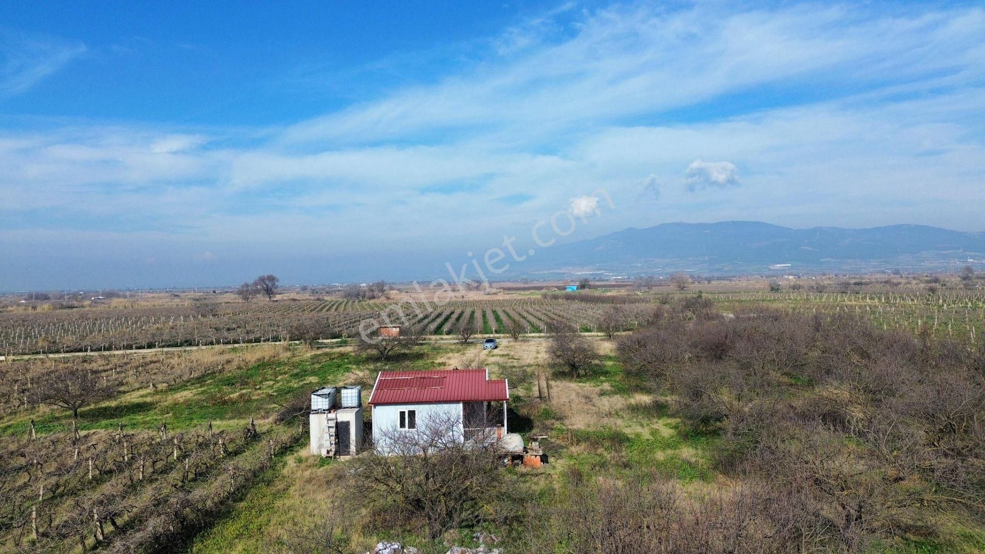 Turgutlu Satılık Bağ 10. Mıntıka 6.700m2 55m2 Prefabrikev 7kw Jenaratör 70 Adet Ağaç Su Ve Yolu Var - Görsel 9