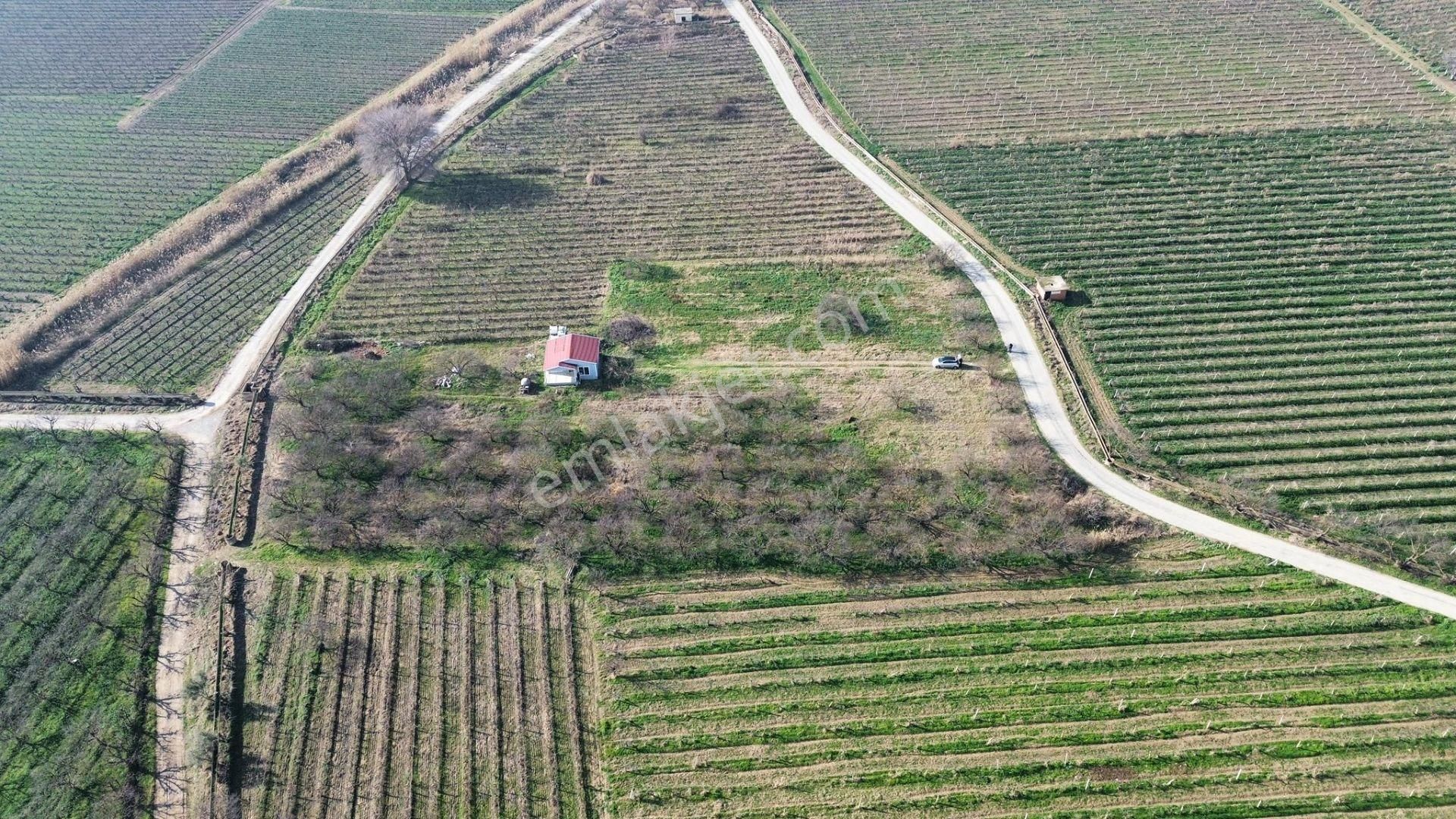 Turgutlu Satılık Bağ 10. Mıntıka 6.700m2 55m2 Prefabrikev 7kw Jenaratör 70 Adet Ağaç Su Ve Yolu Var - Görsel 2