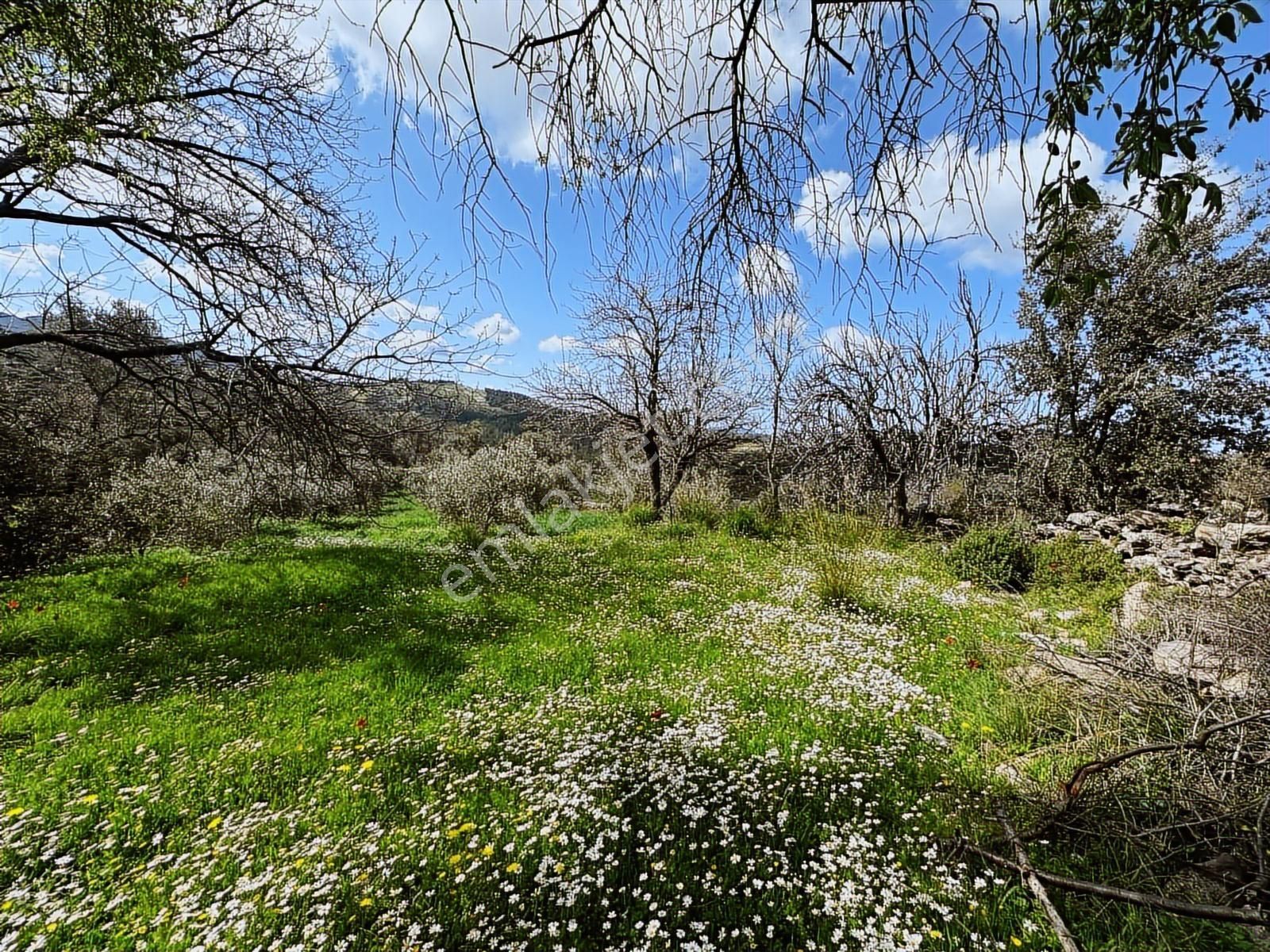 Milas Demirciler Köy İçinde Yola Sıfır Satılık Tarla