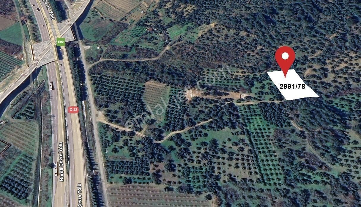 Gürsu Kazıklı Köyünde Satılık Zeytinlik - Görsel 4