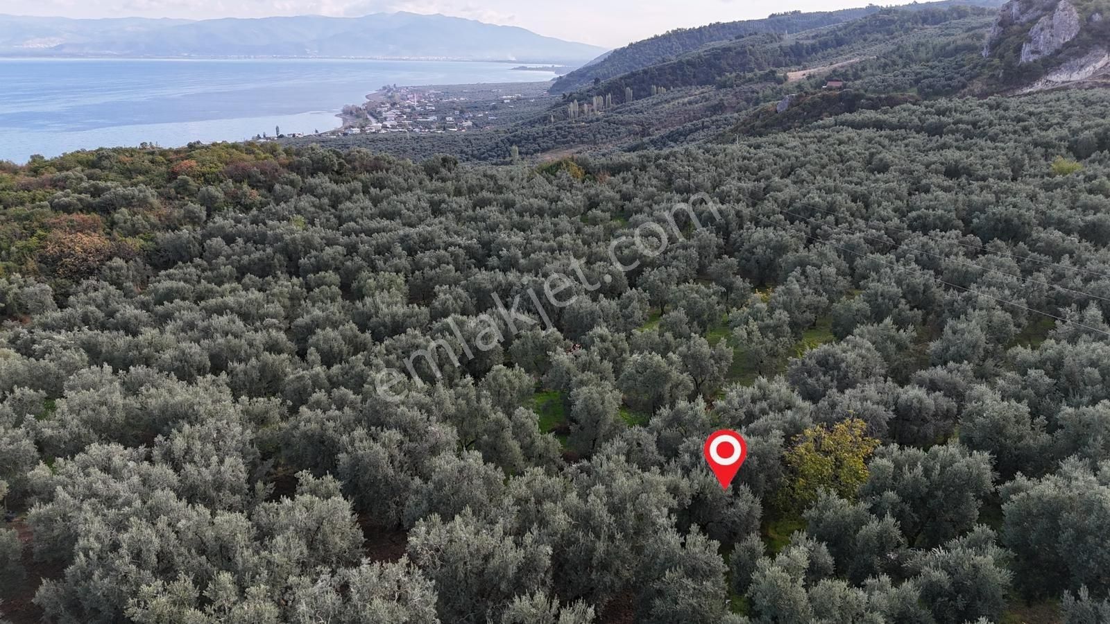 İznik Göllüce'de Köye Yakın 775 M2 Eğimsiz Zeytinlik - Görsel 21