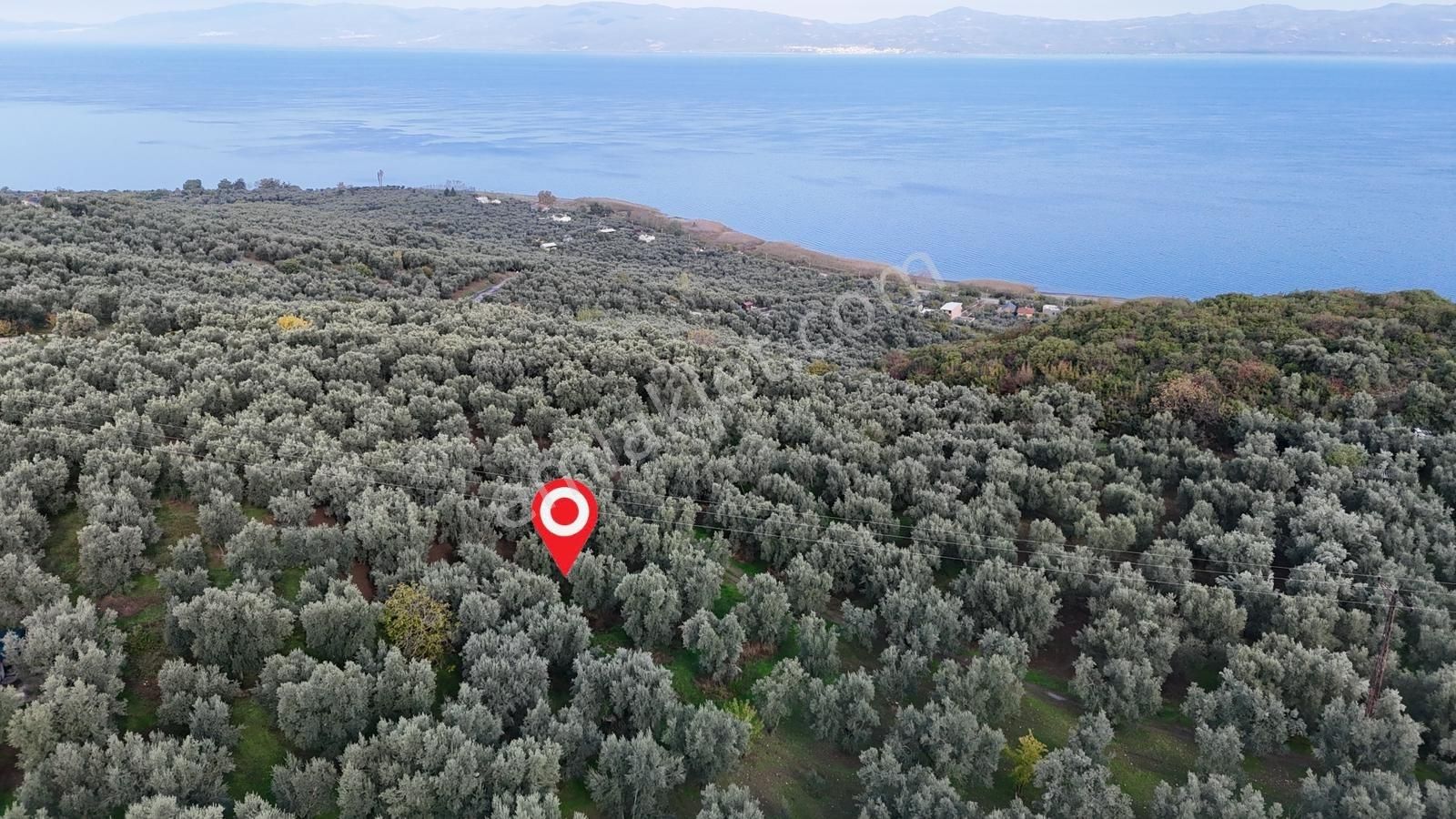 İznik Göllüce'de Köye Yakın 775 M2 Eğimsiz Zeytinlik - Görsel 17