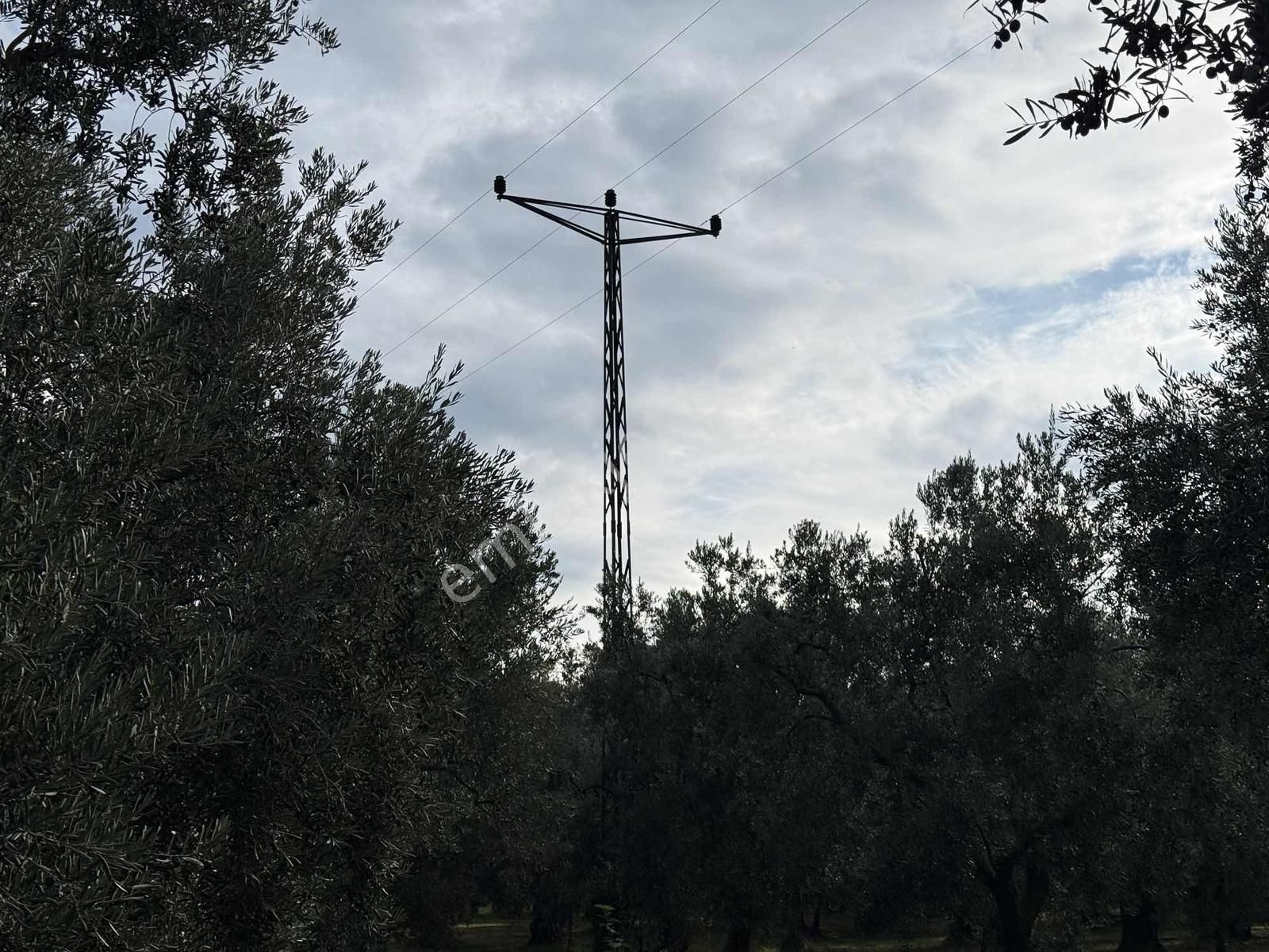 İznik Göllüce'de Köye Yakın 775 M2 Eğimsiz Zeytinlik - Görsel 20