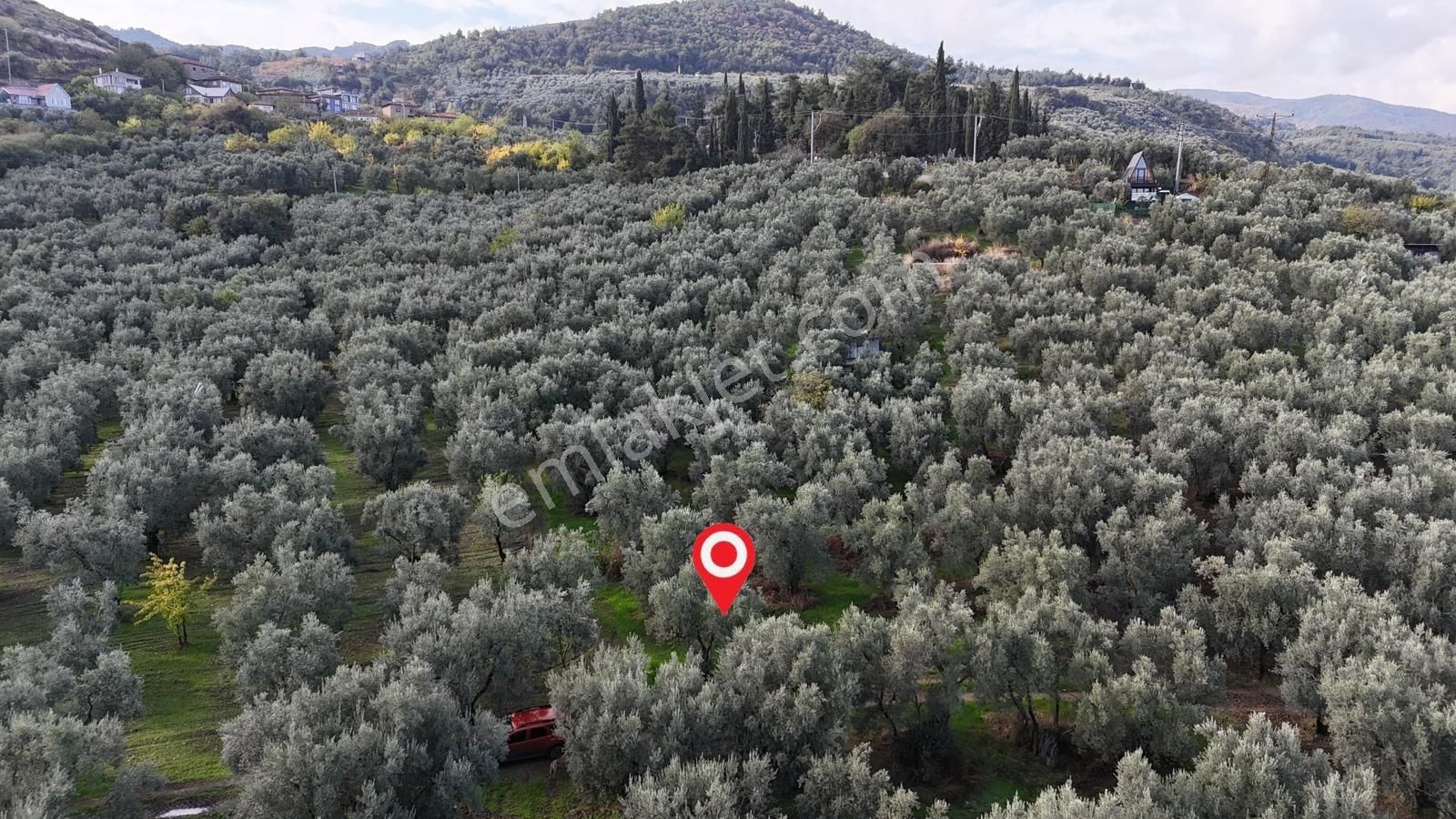İznik Göllüce'de Köye Yakın 775 M2 Eğimsiz Zeytinlik - Görsel 28