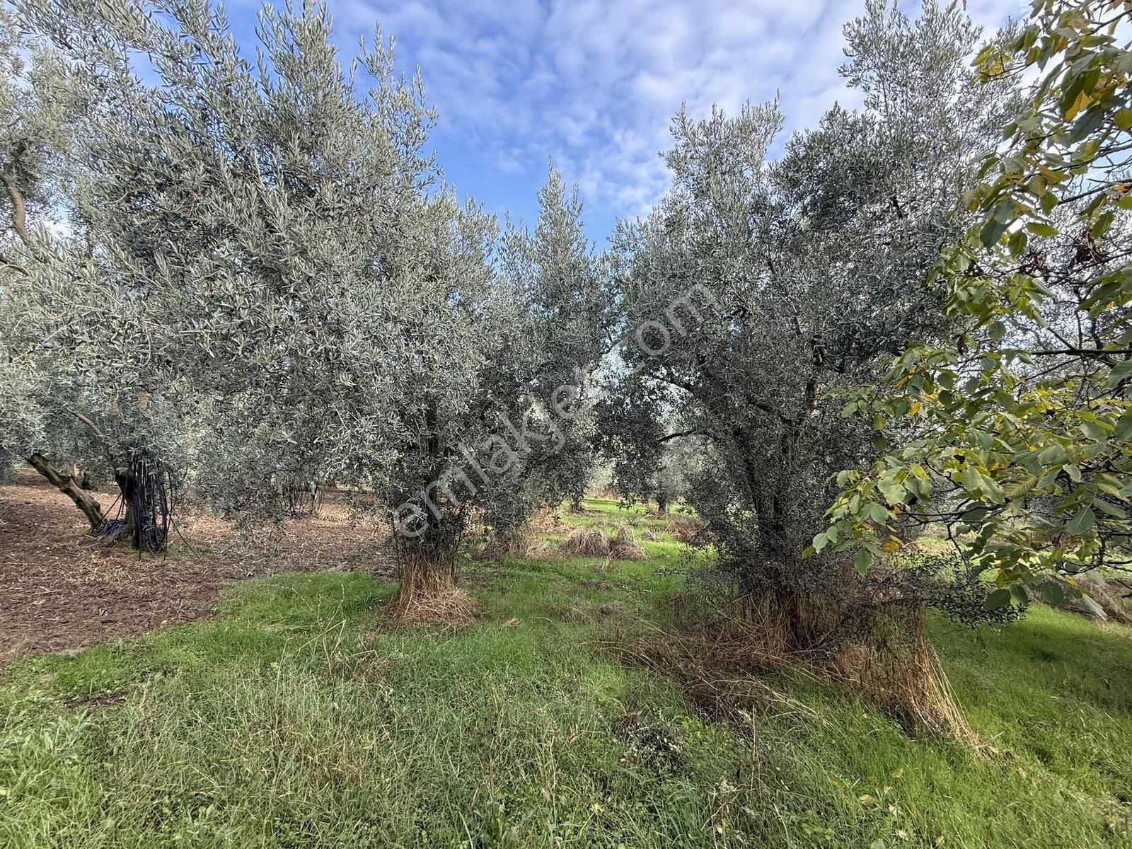 İznik Göllüce'de Köye Yakın 775 M2 Eğimsiz Zeytinlik - Görsel 3