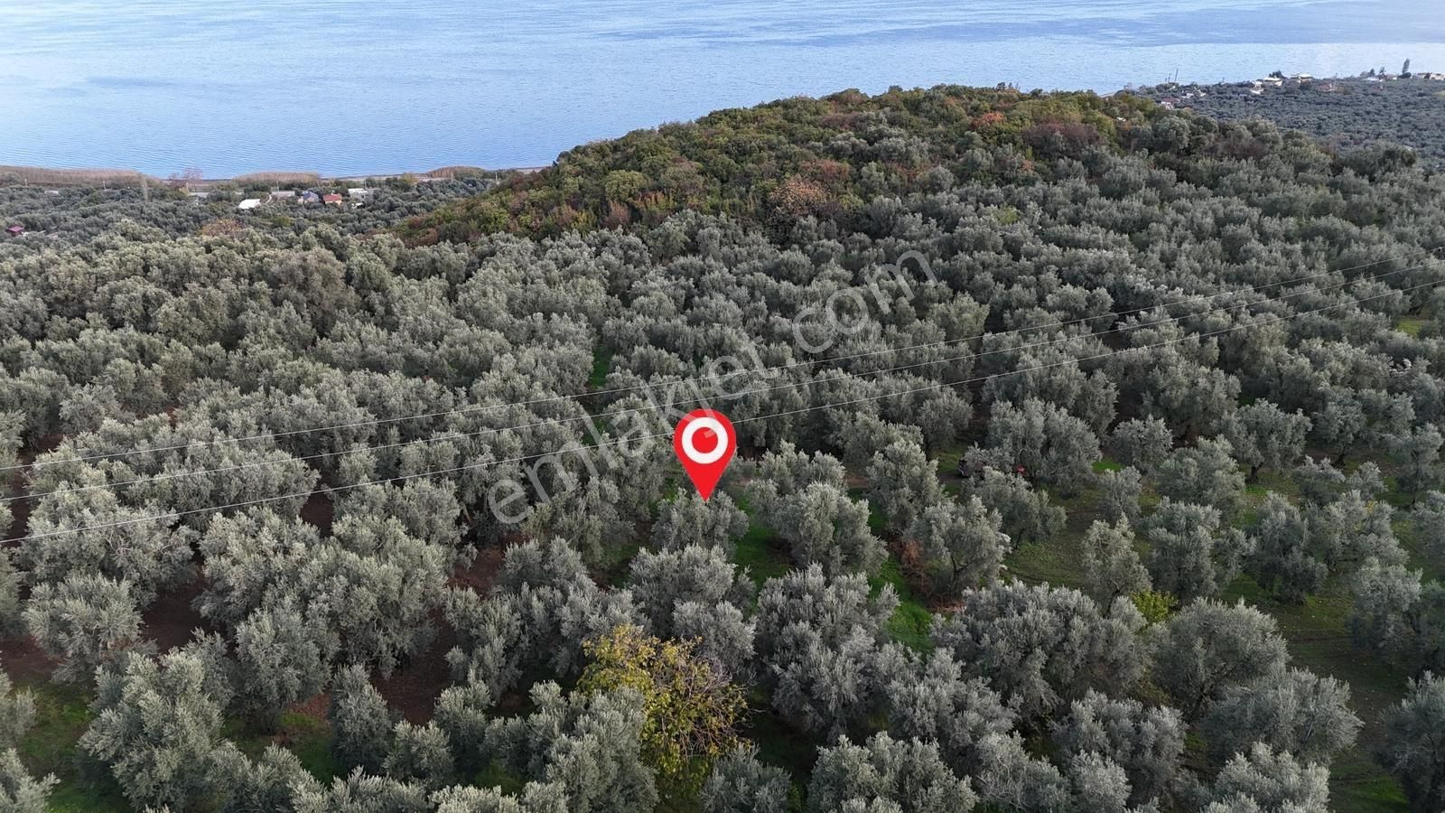İznik Göllüce'de Köye Yakın 775 M2 Eğimsiz Zeytinlik - Görsel 32