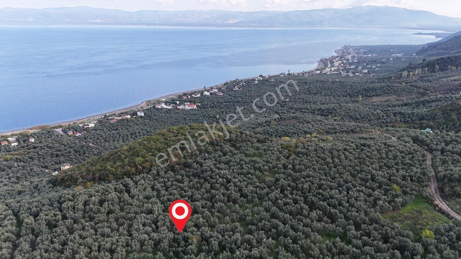 İznik Göllüce'de Köye Yakın 775 M2 Eğimsiz Zeytinlik - Görsel 11