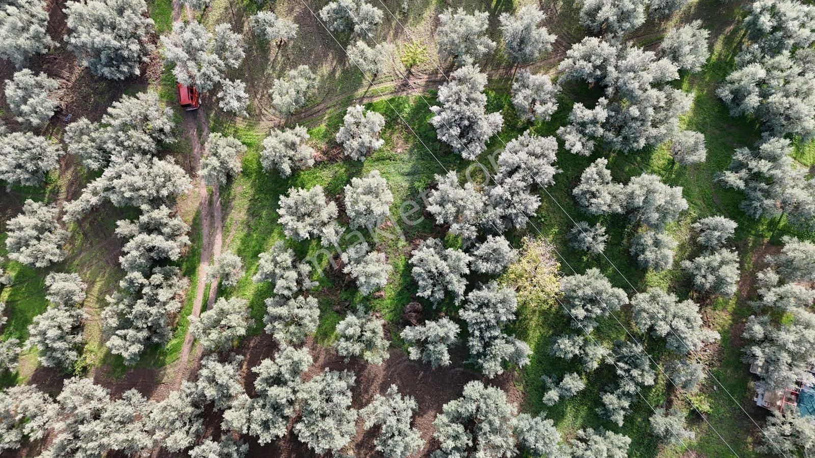 İznik Göllüce'de Köye Yakın 775 M2 Eğimsiz Zeytinlik - Görsel 15