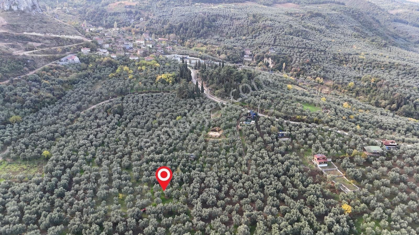 İznik Göllüce'de Köye Yakın 775 M2 Eğimsiz Zeytinlik - Görsel 29