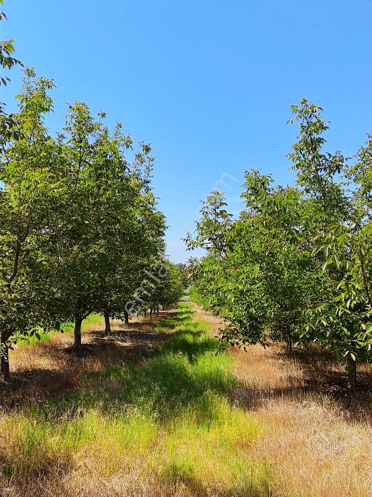 Edirne Tayakadın Köyü'nde Satılık Chandler Cins Ceviz Tarlası - Görsel 9