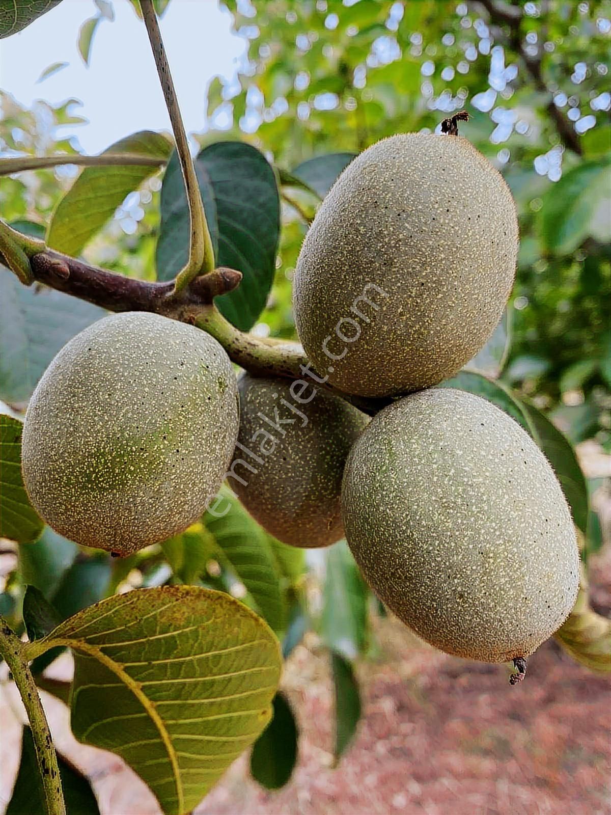 Edirne Tayakadın Köyü'nde Satılık Chandler Cins Ceviz Tarlası