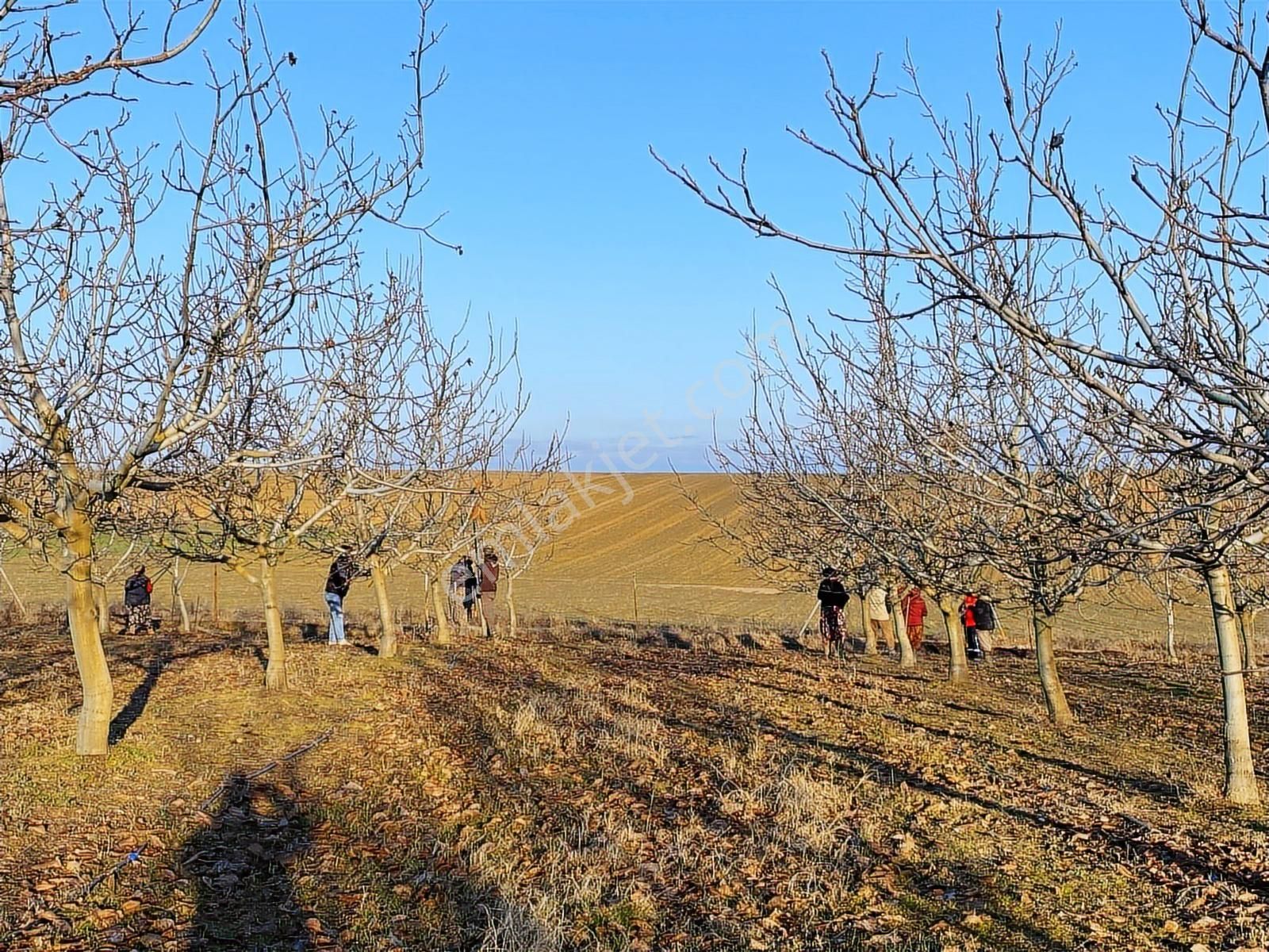 Edirne Tayakadın Köyü'nde Satılık Chandler Cins Ceviz Tarlası - Görsel 7