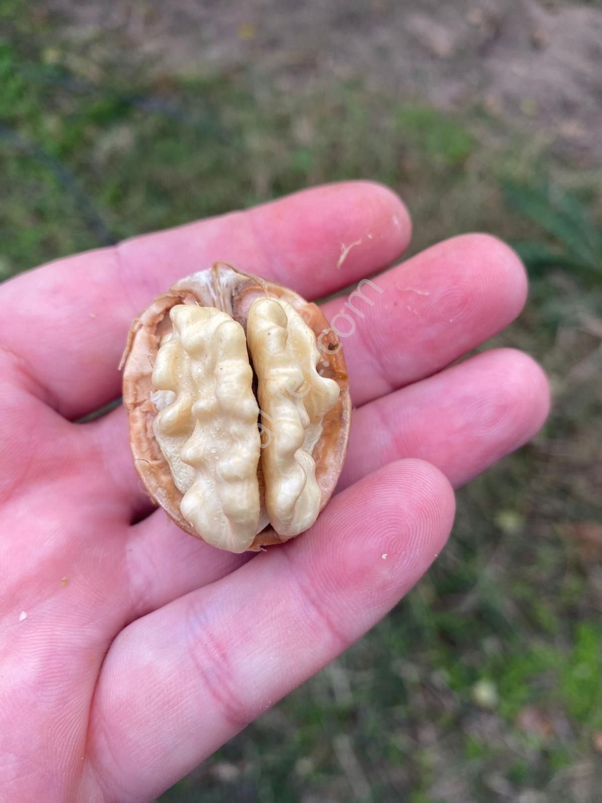 Edirne Tayakadın Köyü'nde Satılık Chandler Cins Ceviz Tarlası - Görsel 2