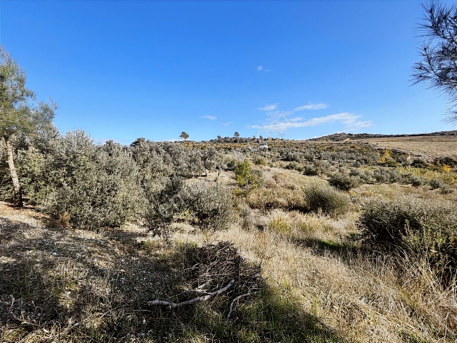 Evrenler Yavşide 1.260 M2 Tek Tapu Satılık Tarla