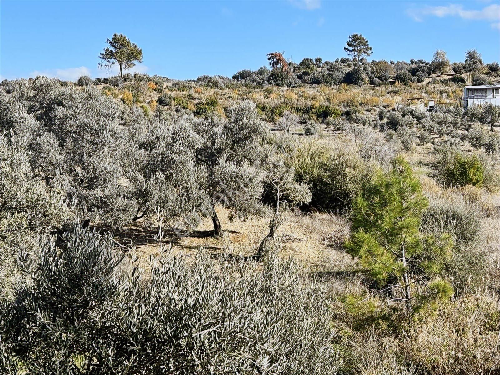 Evrenleryavşide Satılık Tarla - Görsel 7