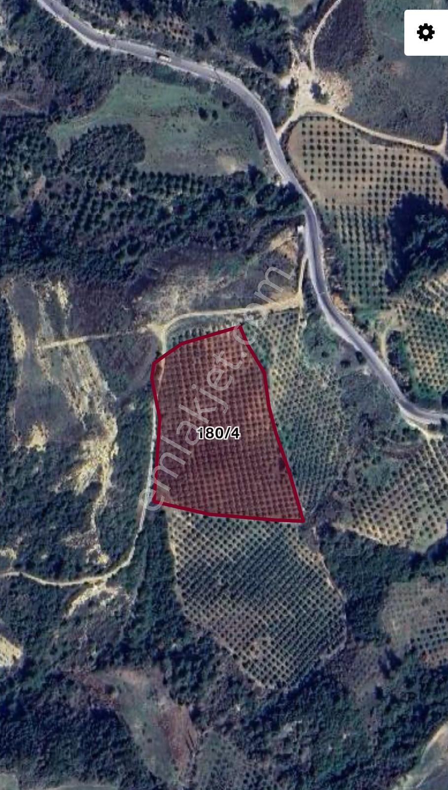 Yaylaköy'de 14 Dönüm Satılık Zeytinlik - Görsel 9